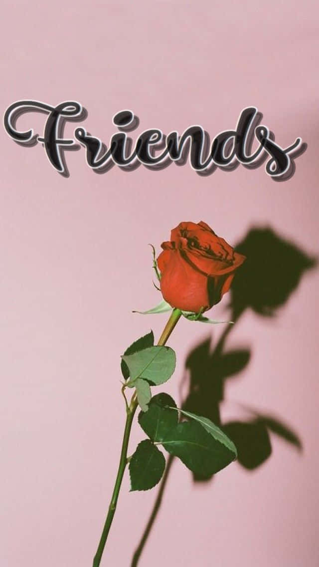 桌布 壁紙 — 一朵帶有綠葉的紅玫瑰在優雅字體書寫的「Friends」字樣下方的柔粉色牆壁上投下深色陰影。
