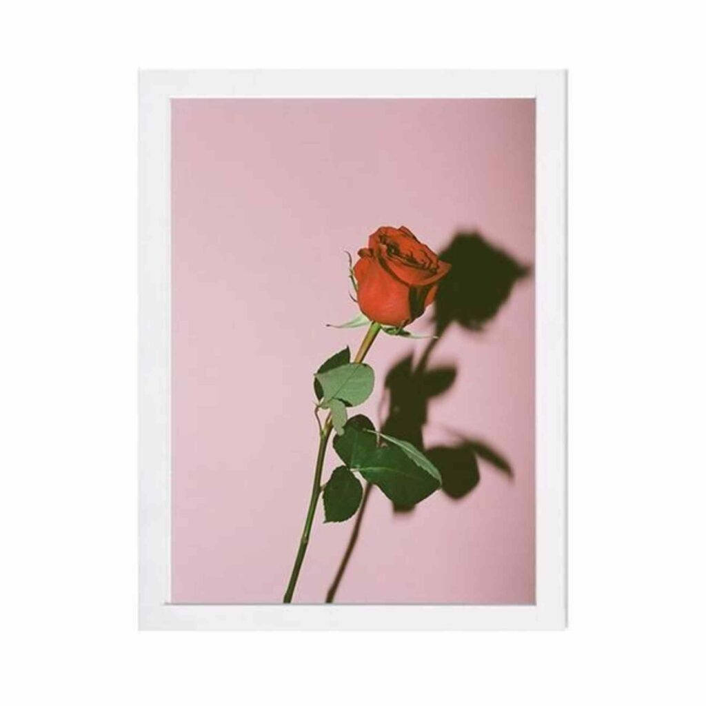 Rose Flower 桌布 壁紙 — 一朵帶有綠葉的紅玫瑰在柔和的粉紅色背景上投下戲劇性的陰影。