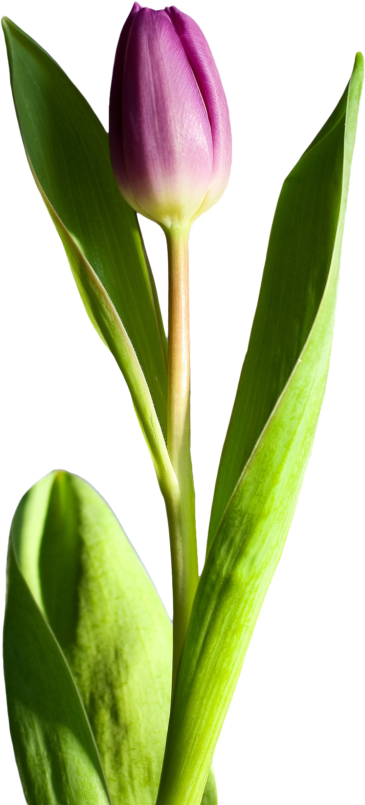 鬱金香 桌布 壁紙 — 一朵帶有綠葉的紫色鬱金香花蕾，在純黑背景下高高聳立。