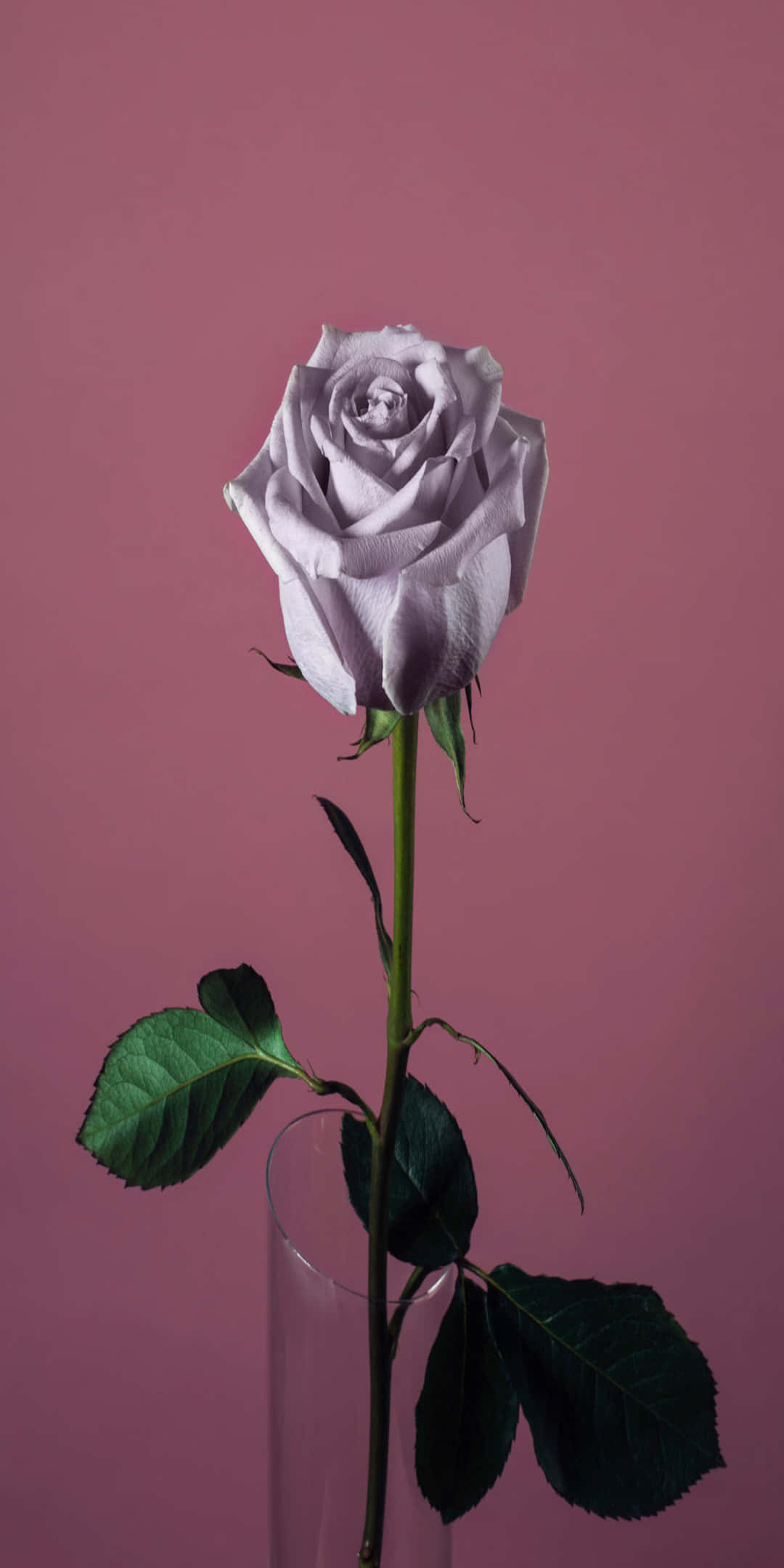 Pixel 3 Roses 桌布 壁紙 — 一朵帶有綠葉的薰衣草玫瑰，優雅地立在透明玻璃花瓶中，背景是柔和的粉紅色。