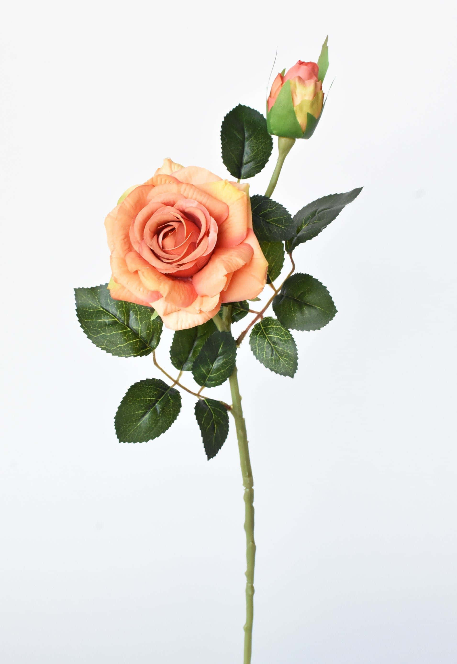 Single Rose 桌布 壁紙 — 一朵帶有花蕾和綠葉的蜜桃色玫瑰，優雅地立在潔白的背景上。