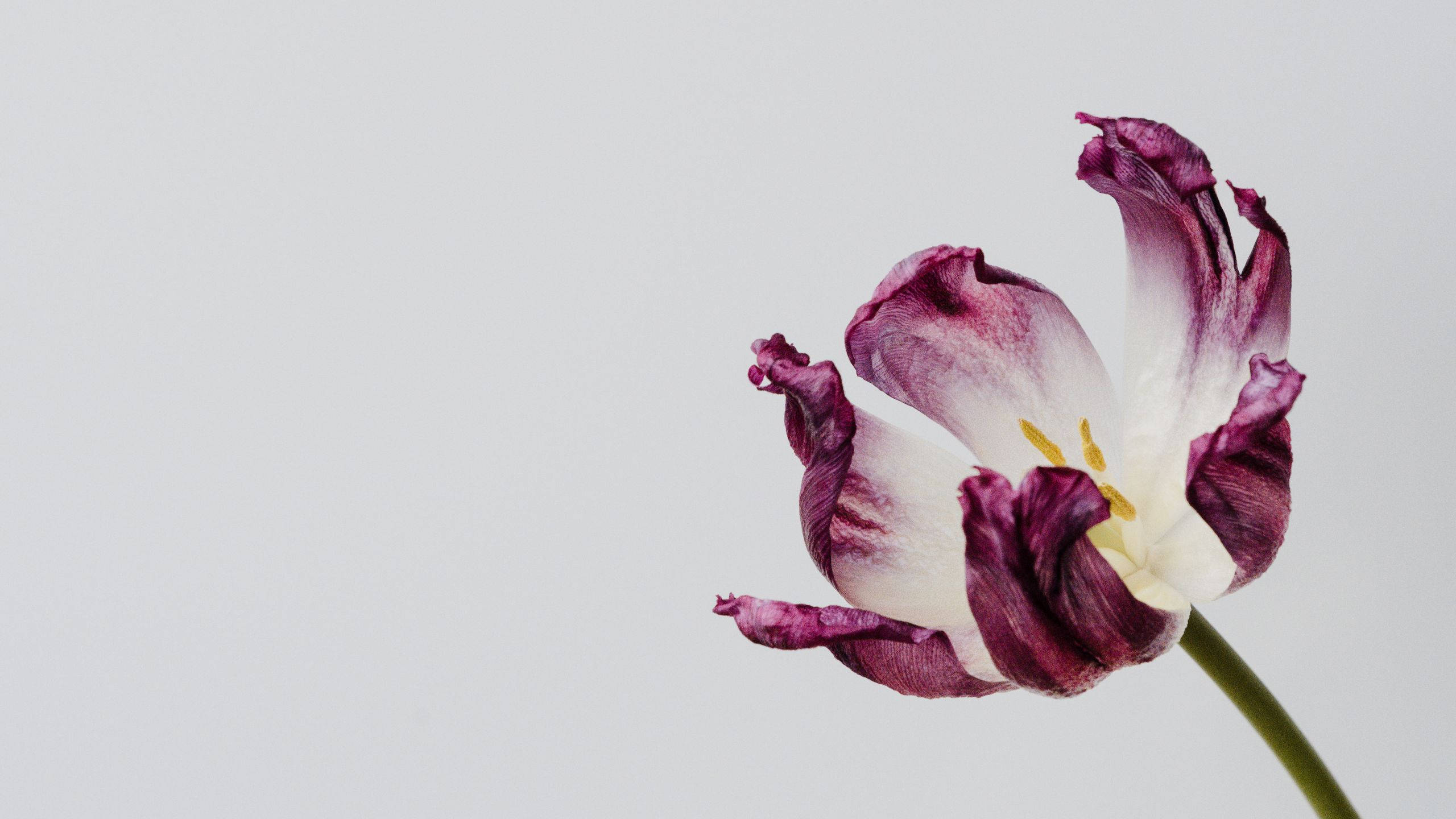 Minimalist Spring 桌布 壁紙 — 一朵帶有褶邊花瓣的紫白色鬱金香，在純淺灰色背景上優雅地垂下。