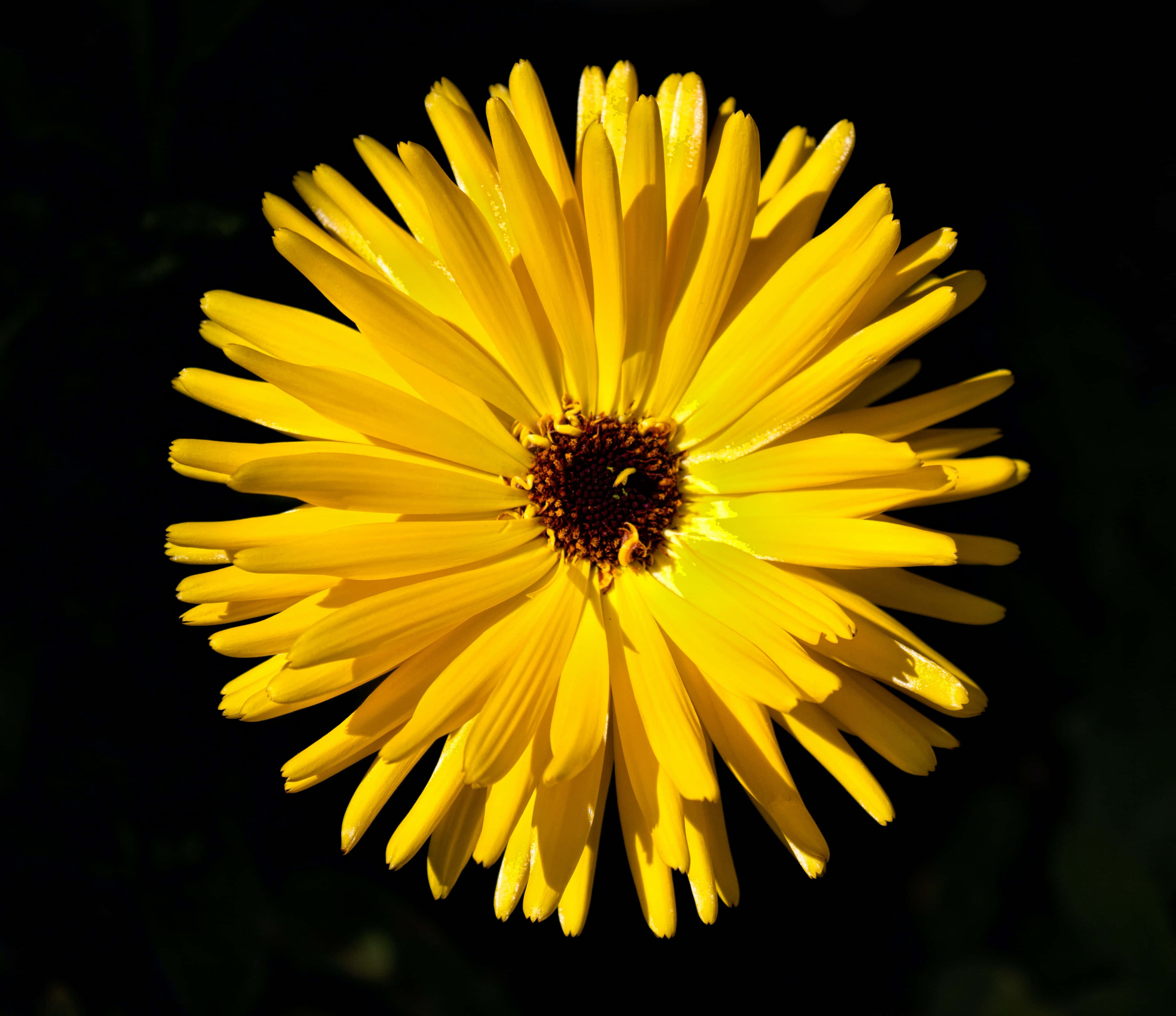 Yellow Daisy 桌布 壁紙 — 一朵帶有長花瓣的亮黃色花朵在深黑色背景上閃耀著光芒。