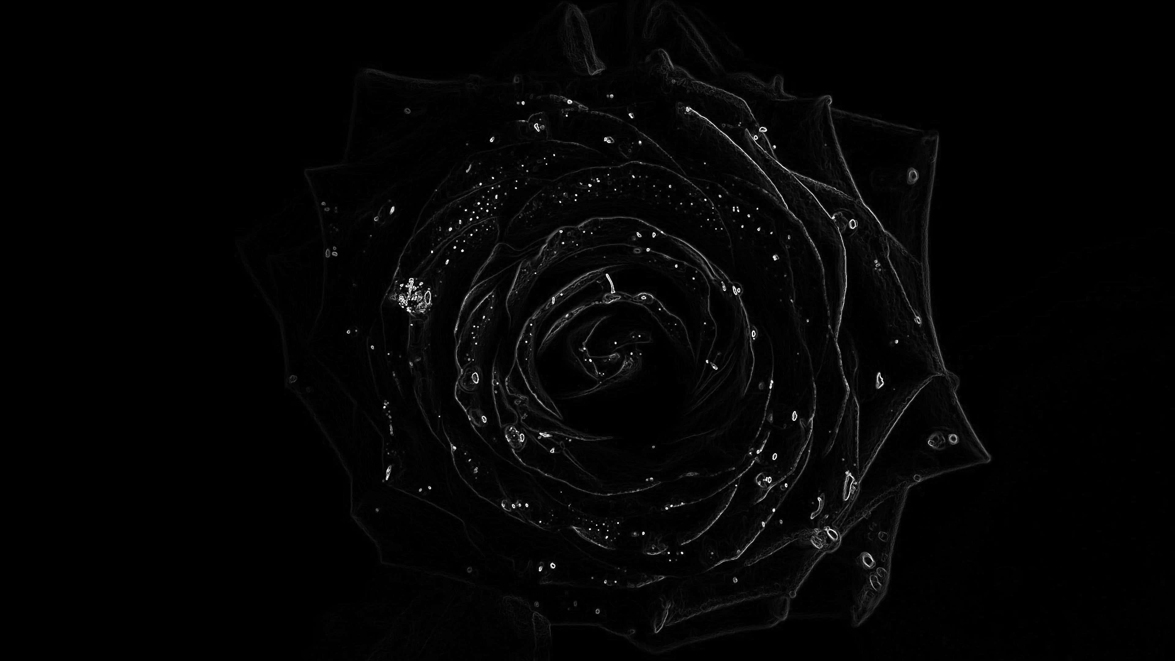 Flowers 桌布 壁紙 — 一朵帶有閃亮水滴的黑玫瑰在純黑色背景上以高對比度螺旋排列。