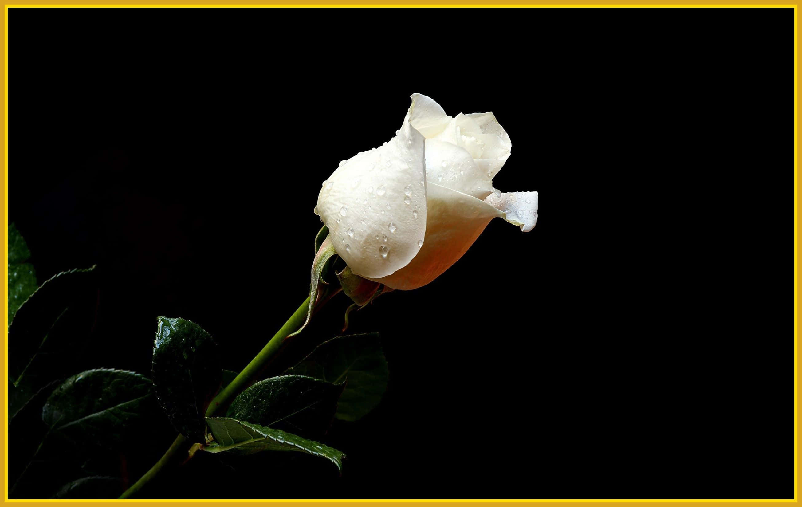 Rose Flower 桌布 壁紙 — 一朵帶有露珠的單一白玫瑰，在由大膽黃色邊框框住的 stark 黑色背景上閃閃發光。