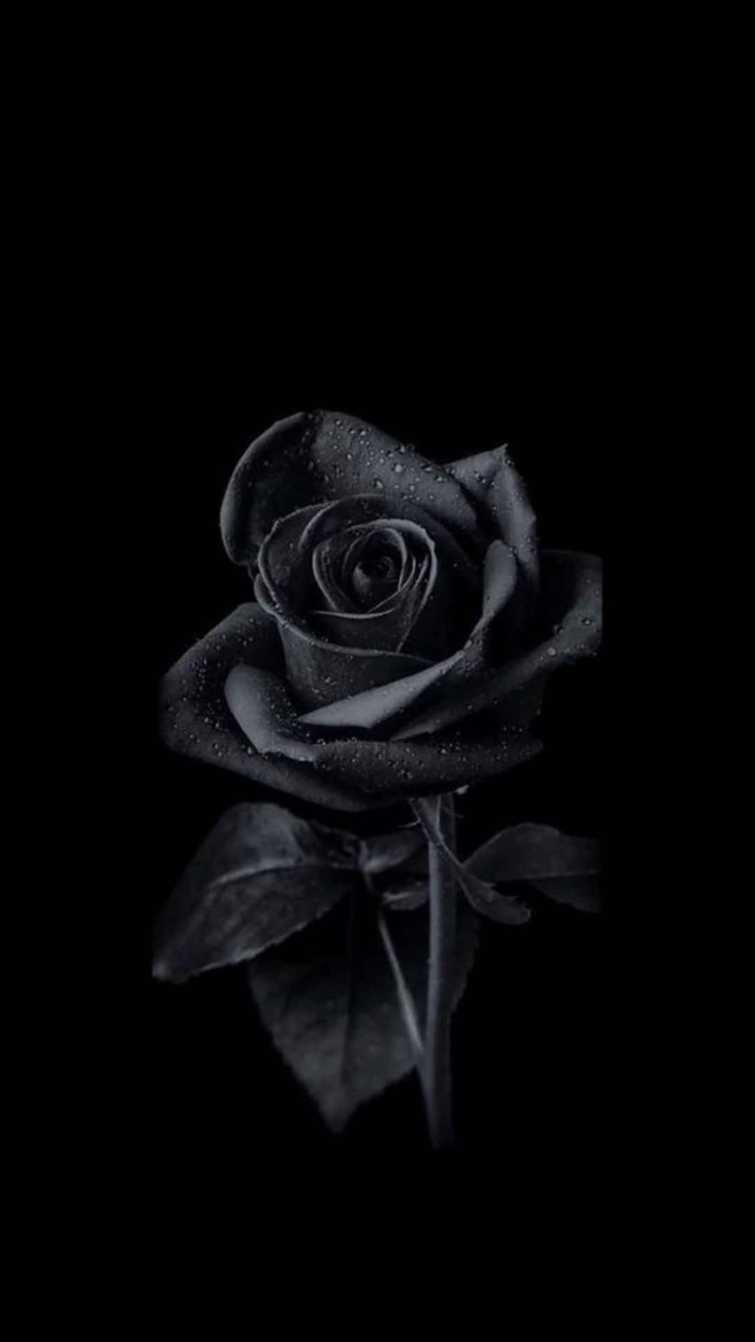 Monochrome 桌布 壁紙 — 一朵帶有露珠的單一黑玫瑰，在純黑色背景上以高對比度單色閃耀。
