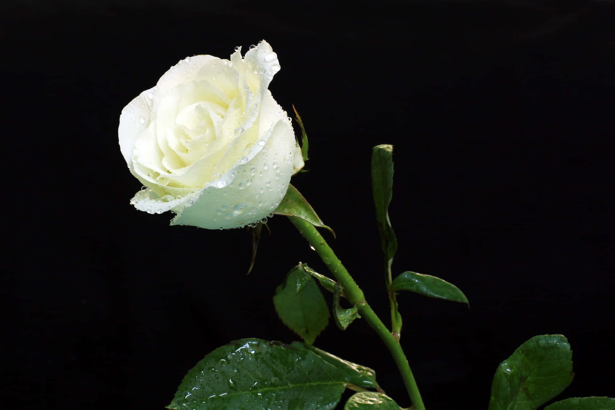 Roses 桌布 壁紙 — 一朵帶有露珠的單支白玫瑰在純黑背景下閃爍光芒。