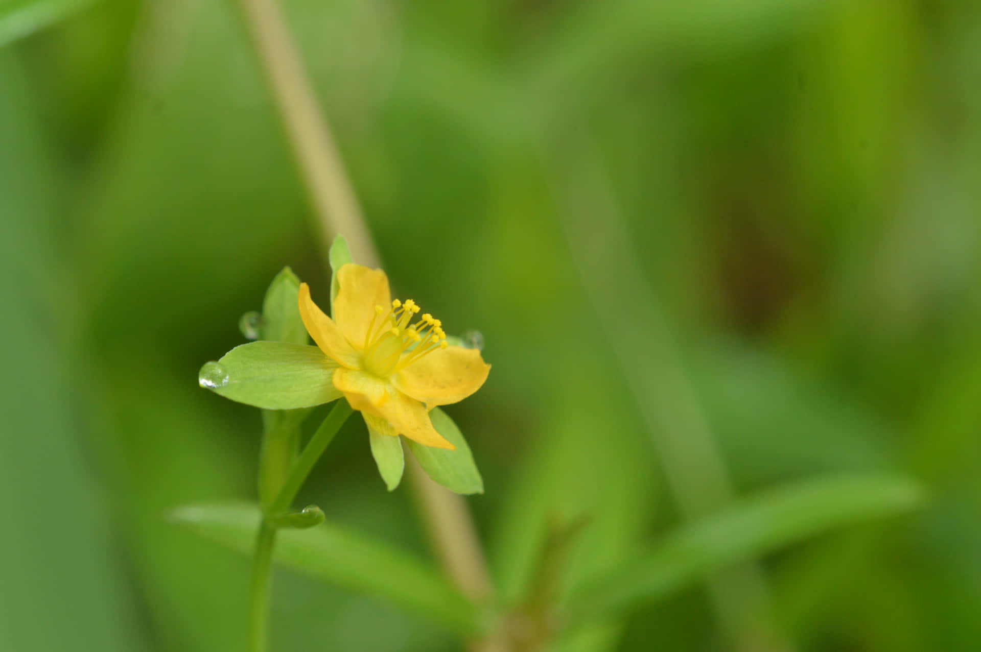 Unknown Yellow Beautiful Flower 壁紙 — 一朵帶有露珠的嬌嫩黃花，在柔和的綠色模糊背景下盛開。