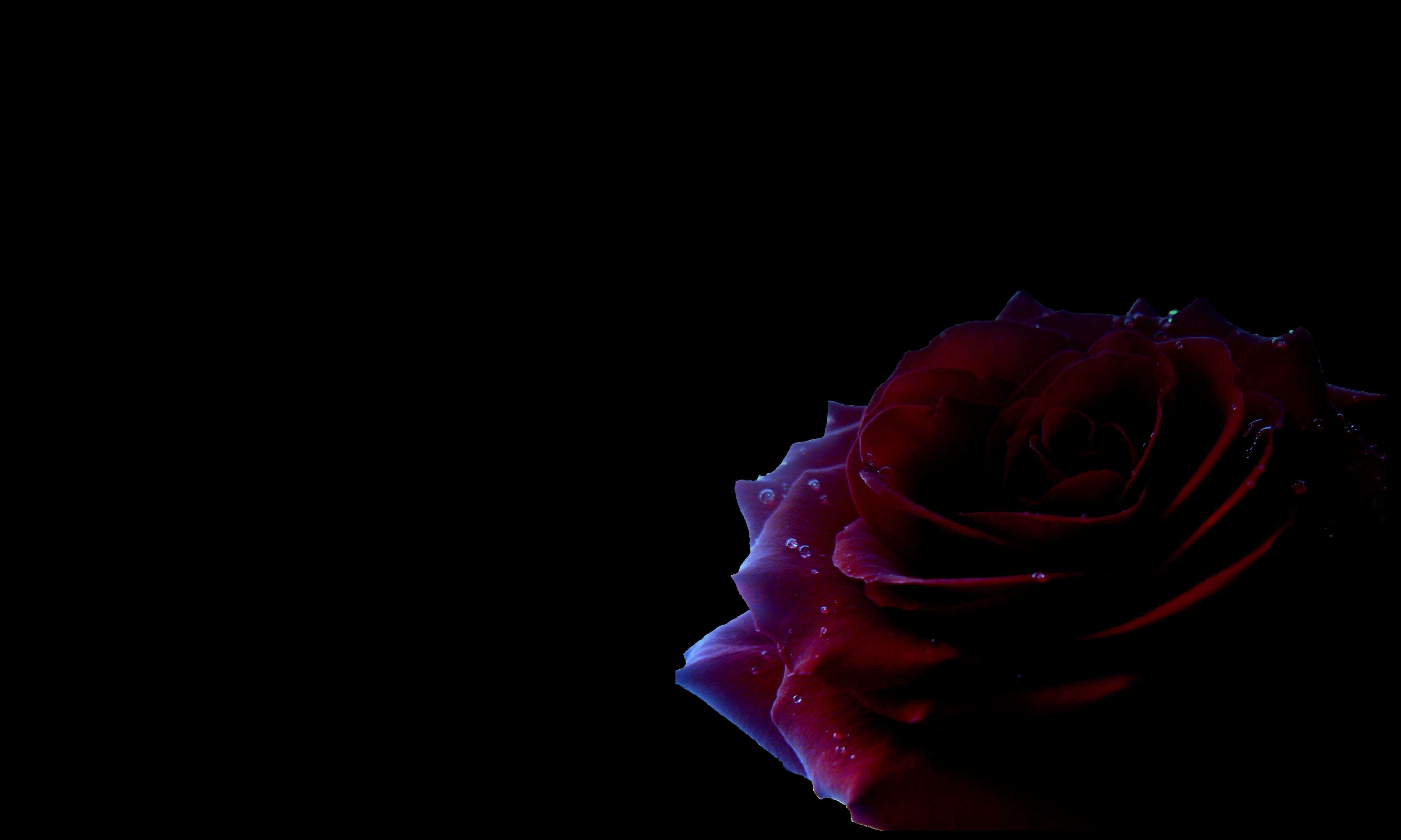Black Rose Aesthetic 桌布 壁紙 — 一朵帶有露珠的深紅玫瑰在純黑背景上柔和地發光。