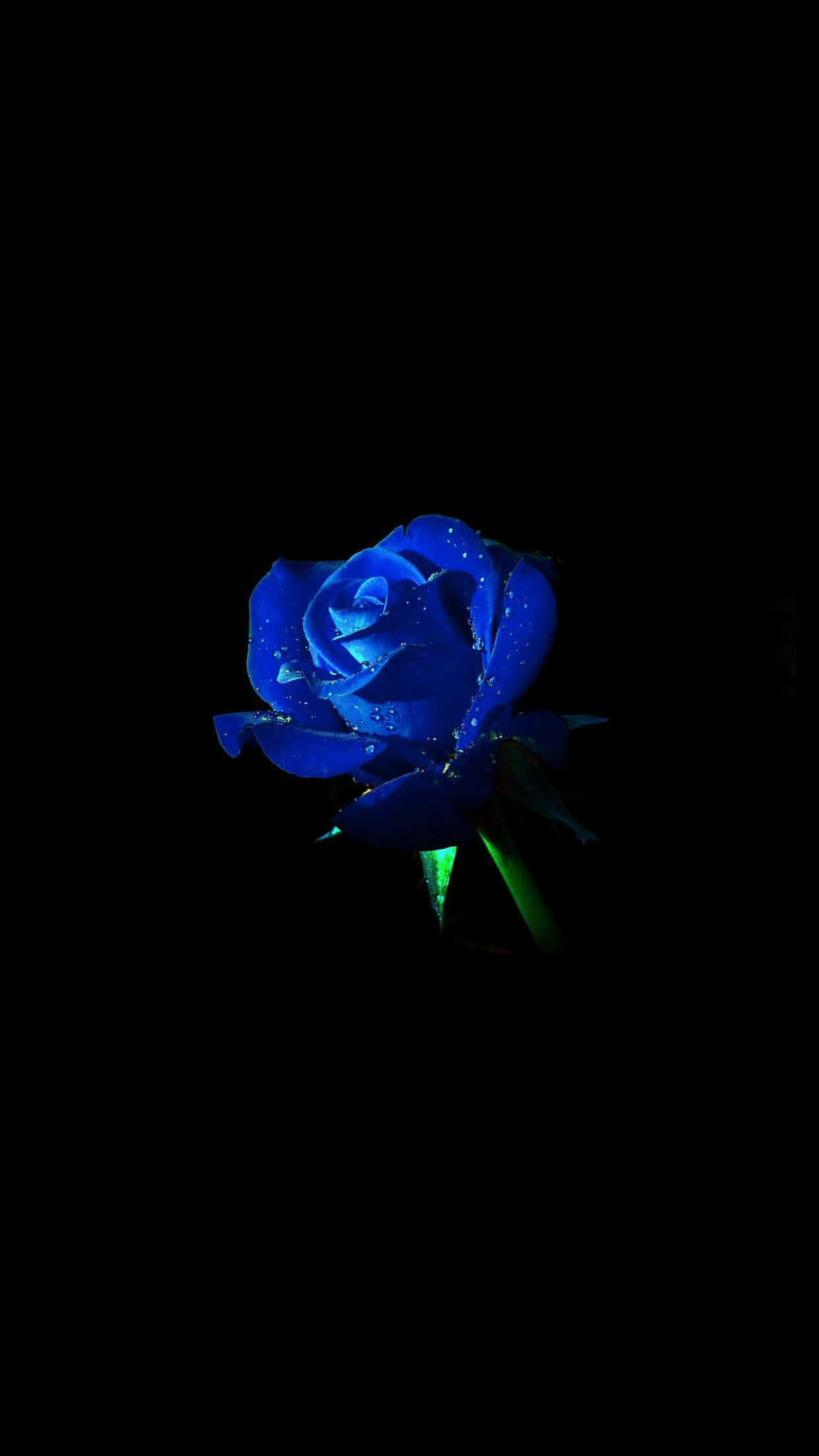 Rose Flower 桌布 壁紙 — 一朵帶有露珠的發光藍玫瑰，在純黑色背景上脫穎而出。