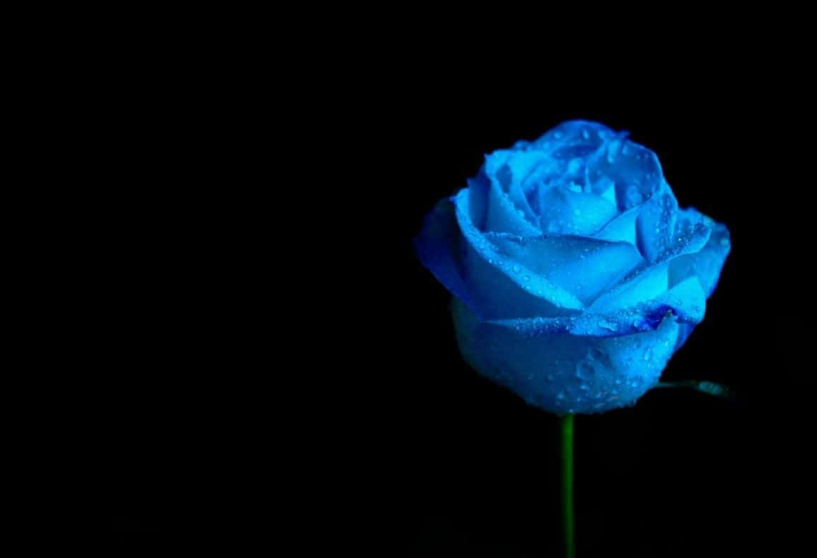Rose Flower 桌布 壁紙 — 一朵帶有露珠的發光藍玫瑰，孤立在純黑色背景上。