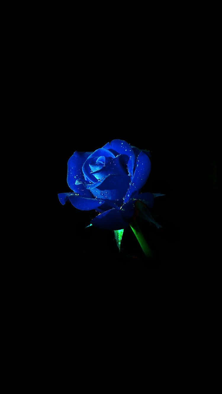 Dark Blue Rose Abstract 桌布 壁紙 — 一朵帶有露珠的發光藍玫瑰在純黑色背景下脫穎而出。