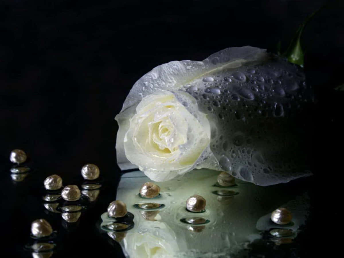 Roses 桌布 壁紙 — 一朵帶有露珠的白玫瑰，放在深色反光表面上，旁邊散落著金屬珍珠。
