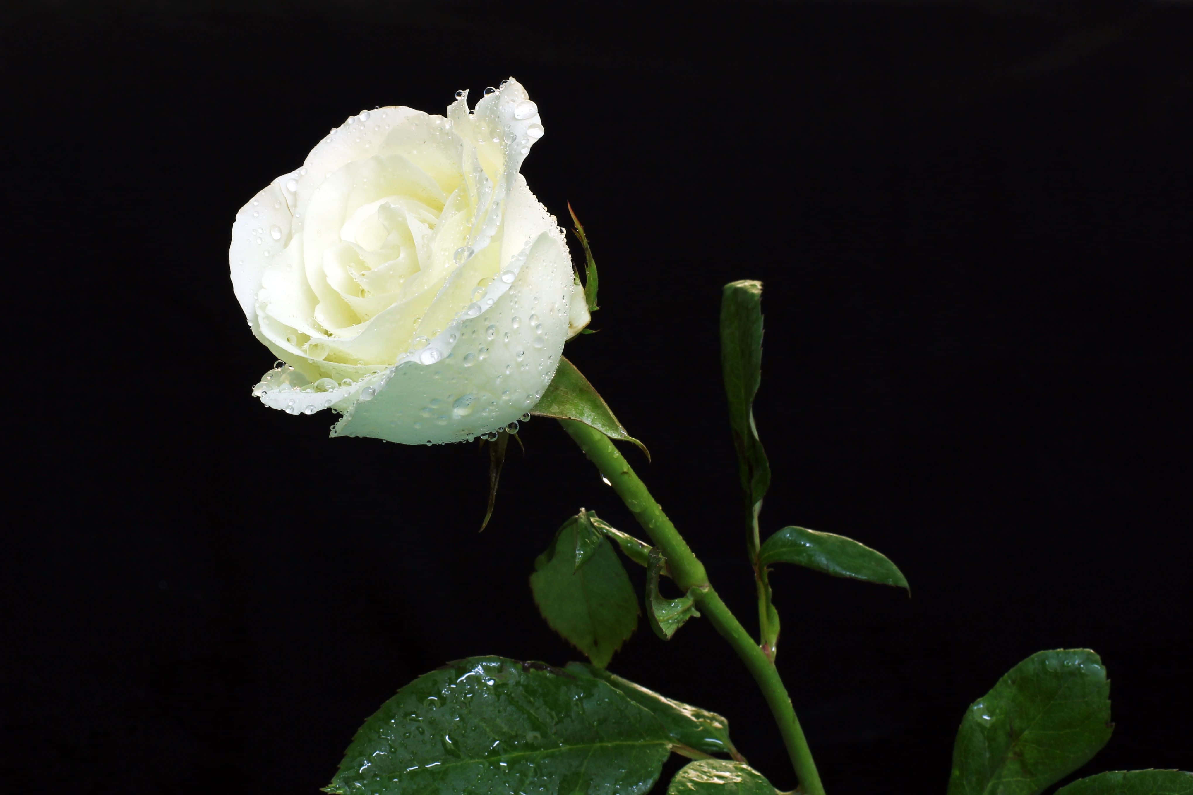 White Rose 桌布 壁紙 — 一朵帶有露珠的白玫瑰在純黑背景上閃爍光芒。