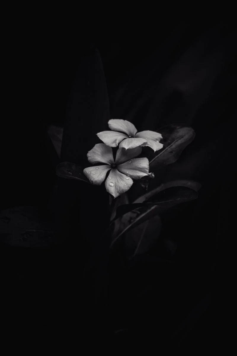 花 桌布 壁紙 — 一朵帶有露珠的白色花朵，在深黑色背景上以高對比度單色柔和發光。