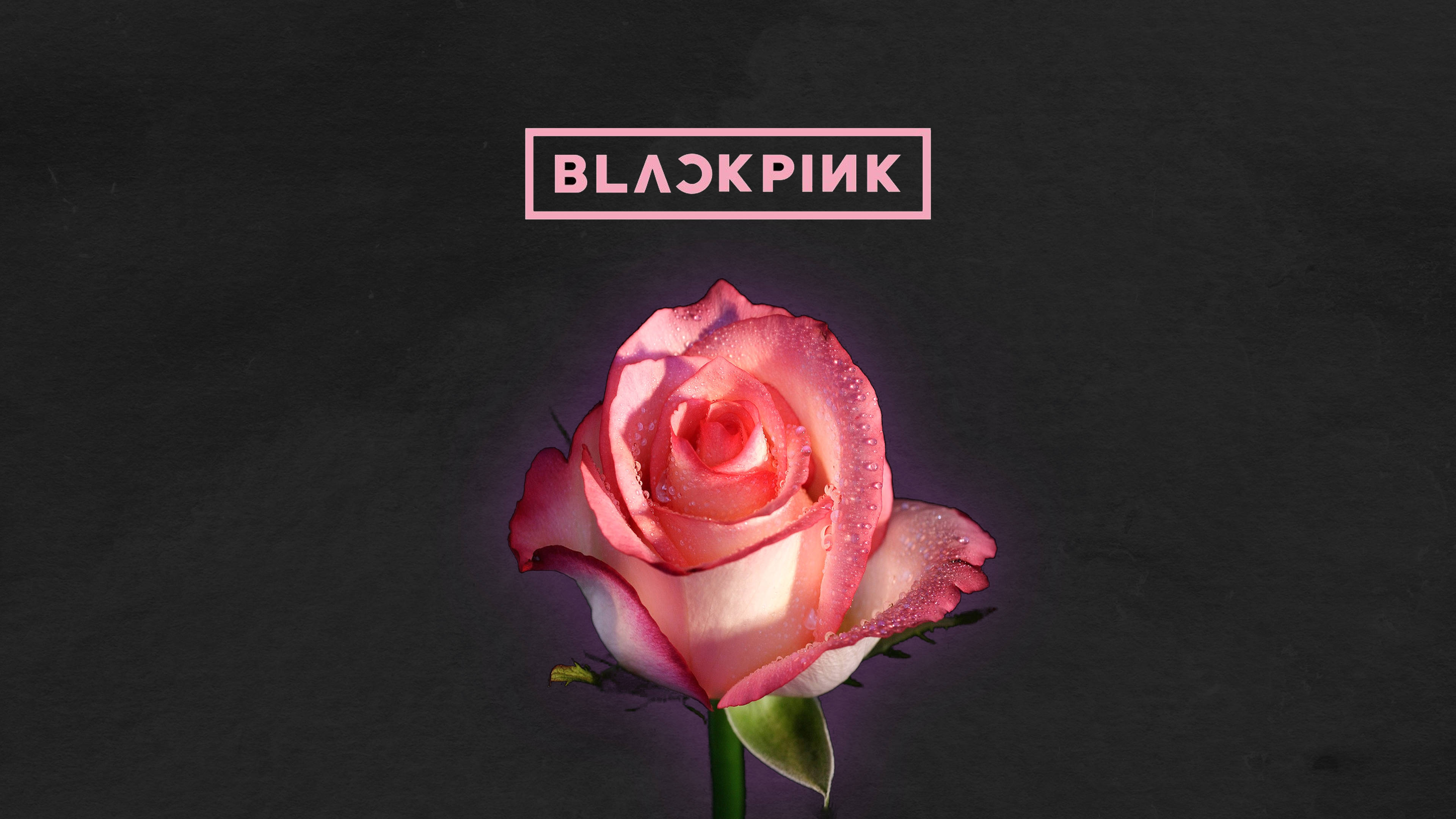 Rose Blackpink 桌布 壁紙 — 一朵帶有露珠的粉紅玫瑰在深色紋理背景上柔和發光，上方有「BLACKPINK」文字。
