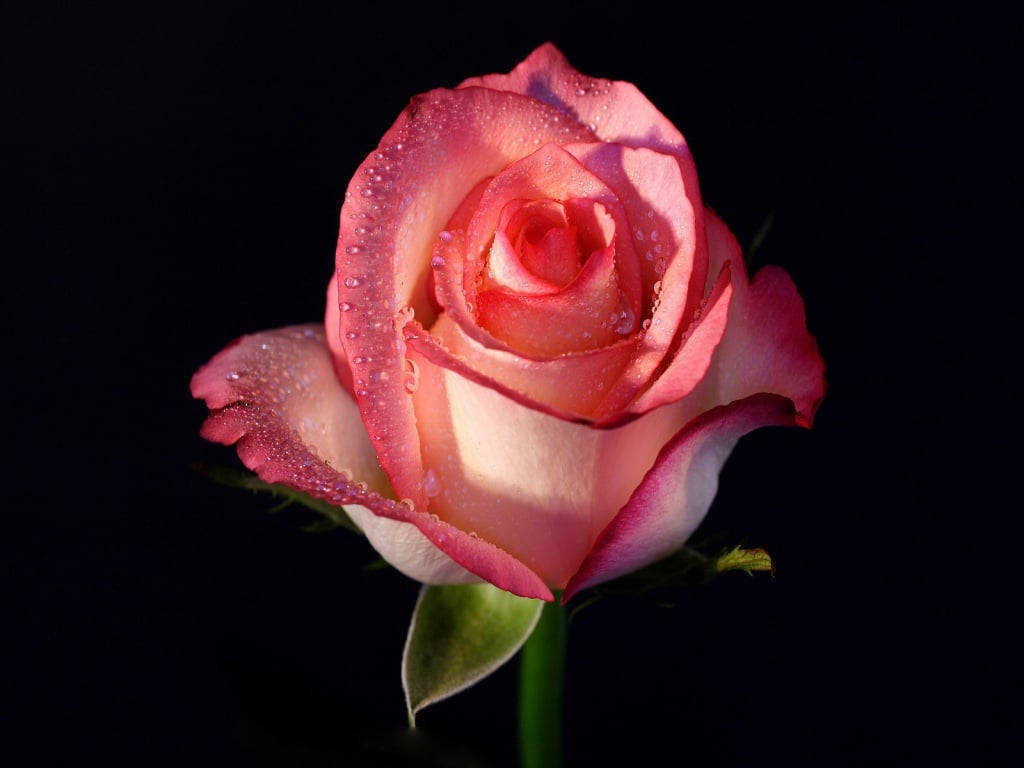 Rose Flower 桌布 壁紙 — 一朵帶有露珠的粉紅玫瑰在深黑色背景上柔和地發光。