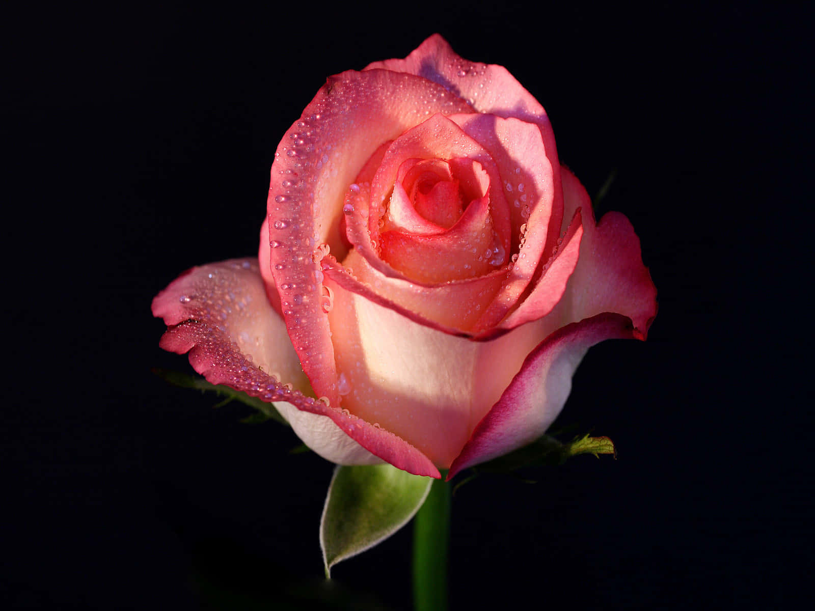 HD Rose 桌布 壁紙 — 一朵帶有露珠的粉紅玫瑰在純黑背景下柔和發光。