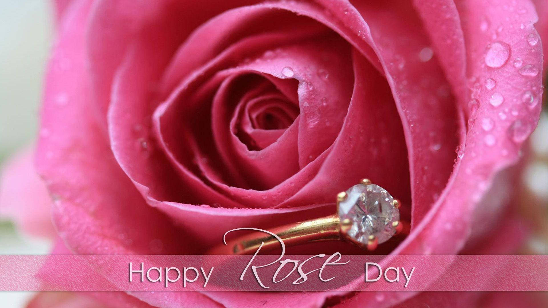 Pink Rose 桌布 壁紙 — 一朵帶有露珠的粉紅玫瑰的特寫，托著一枚鑲有閃亮鑽石的金色訂婚戒指。