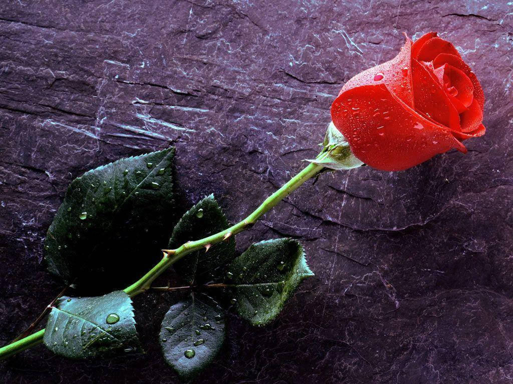 Rose Flower 桌布 壁紙 — 一朵帶有露珠的紅玫瑰，放置在深色紋理石面上。