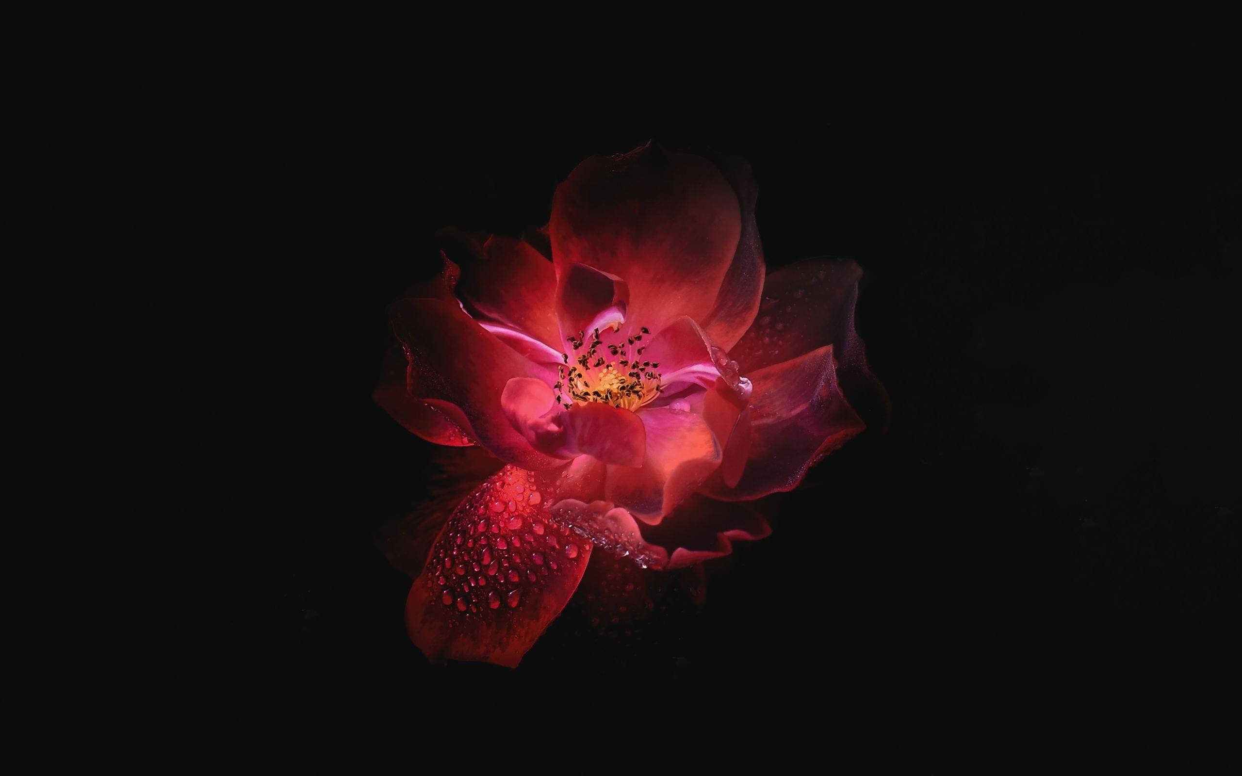 AMOLED 4K 桌布 壁紙 — 一朵帶有露珠的紅玫瑰在漆黑背景下於戲劇性的低光中閃耀。