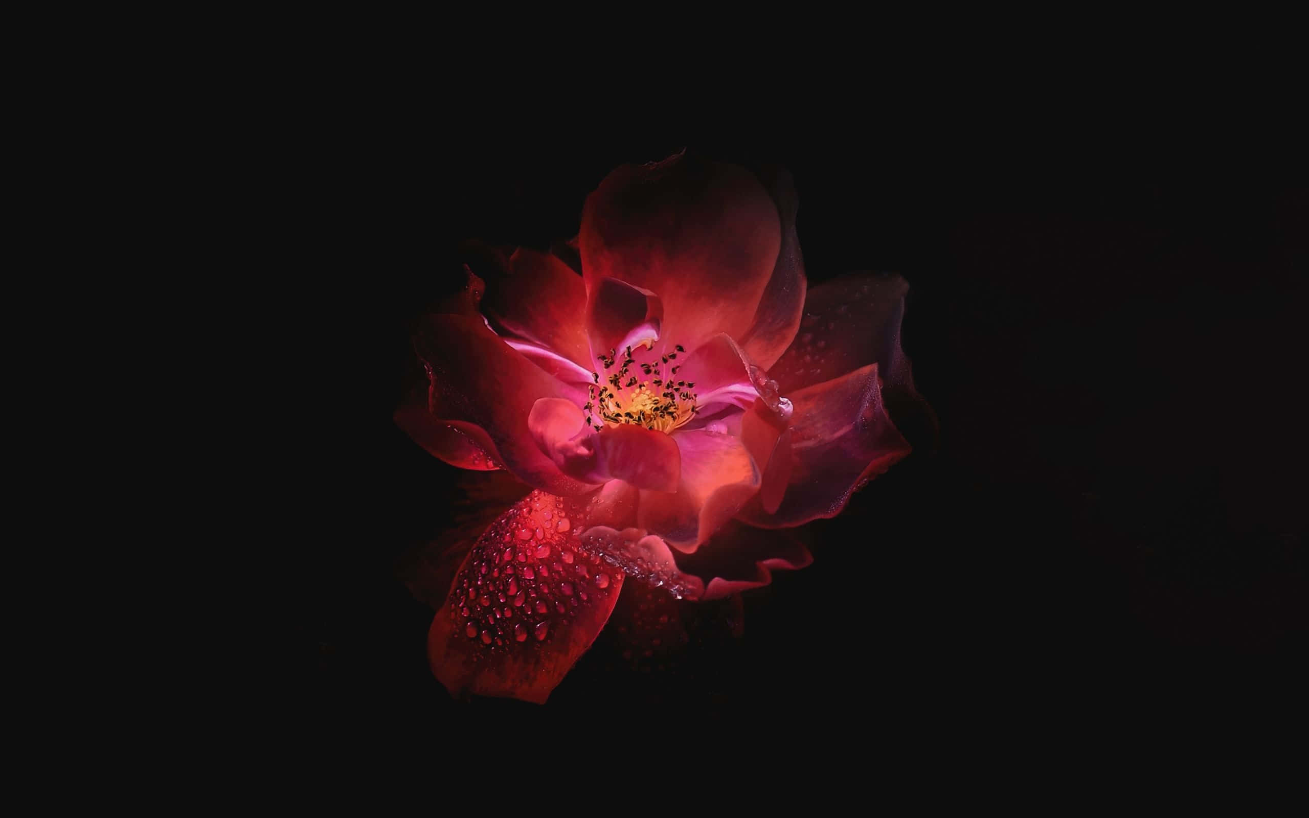 Blooming Flower 桌布 壁紙 — 一朵帶有露珠的紅玫瑰在純黑背景下於戲劇性的低光中閃耀。