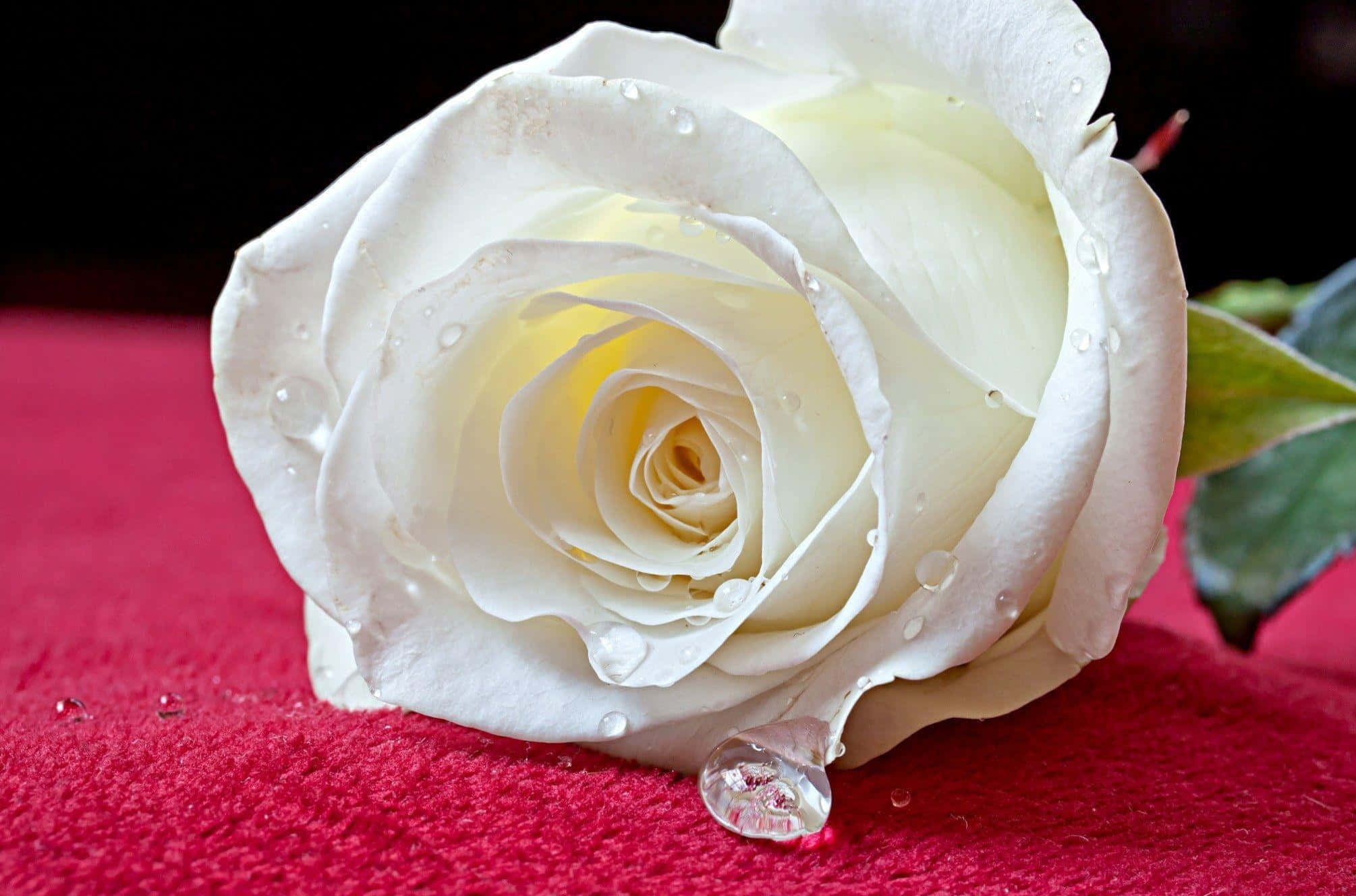Roses 桌布 壁紙 — 一朵帶有露珠的純白玫瑰，在深色背景下，放置在鮮紅色的紋理表面上。