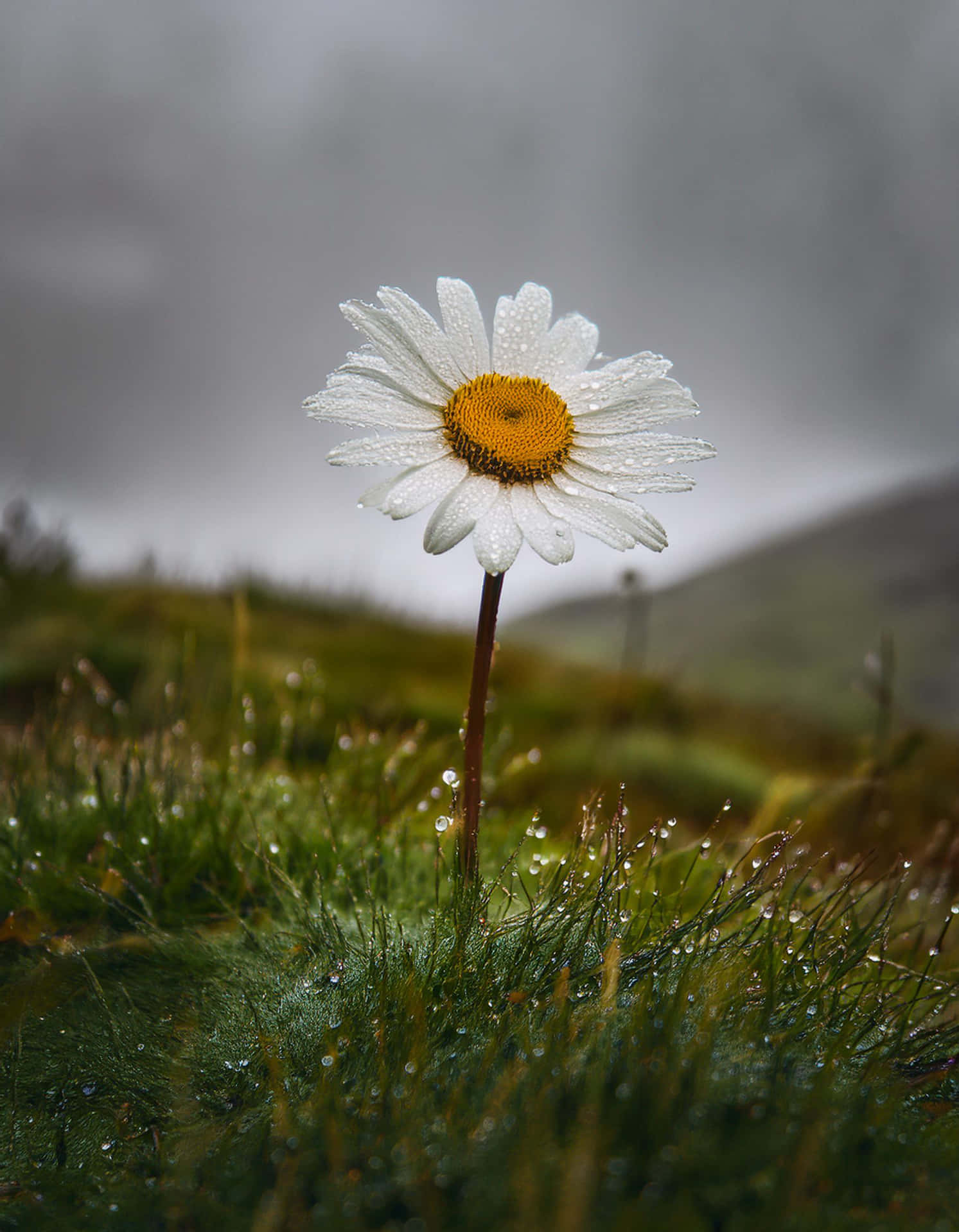 The Elegance of Daisy in the Rain 壁紙 — 一朵帶有露珠的雛菊在霧濛濛的灰色天空下高高矗立在草地上。