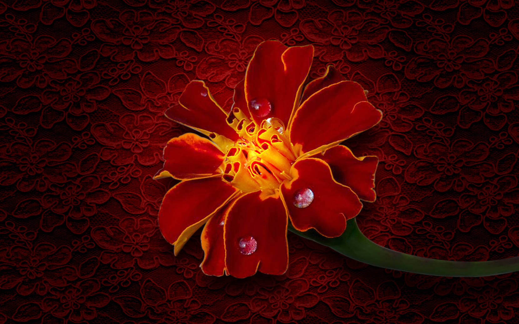 Marigold 桌布 壁紙 — 一朵帶有露珠的鮮紅花朵在深紅色蕾絲背景上閃耀。