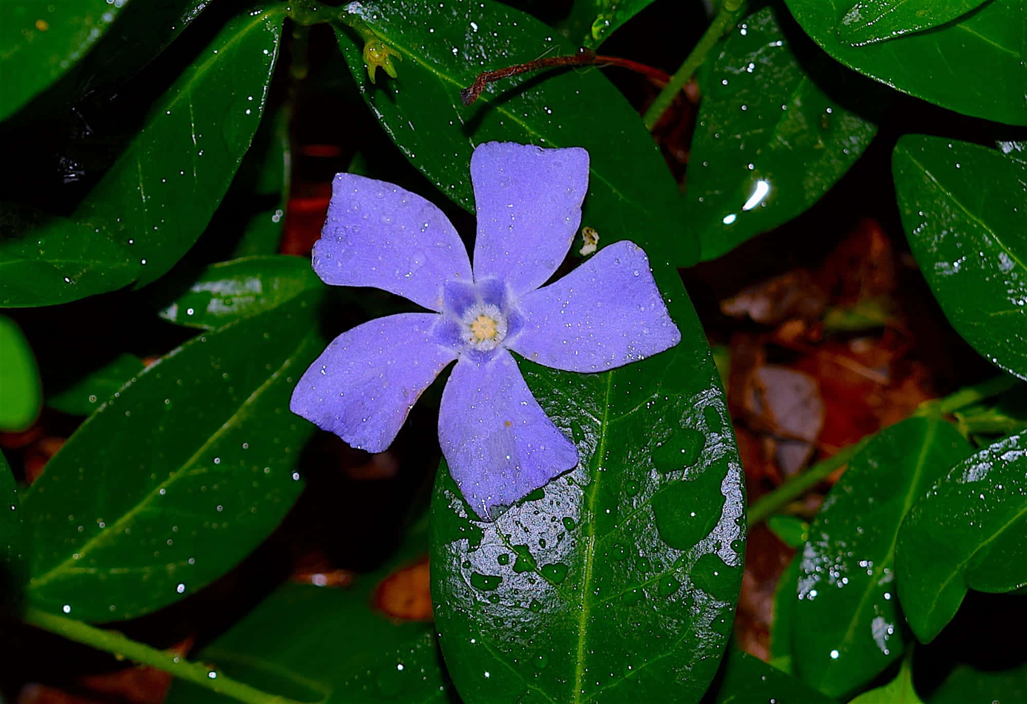 Periwinkle Blue 桌布 壁紙 — 一朵帶有露珠的鮮豔紫色花朵，在潮濕森林環境中，於茂密的綠葉間盛開。