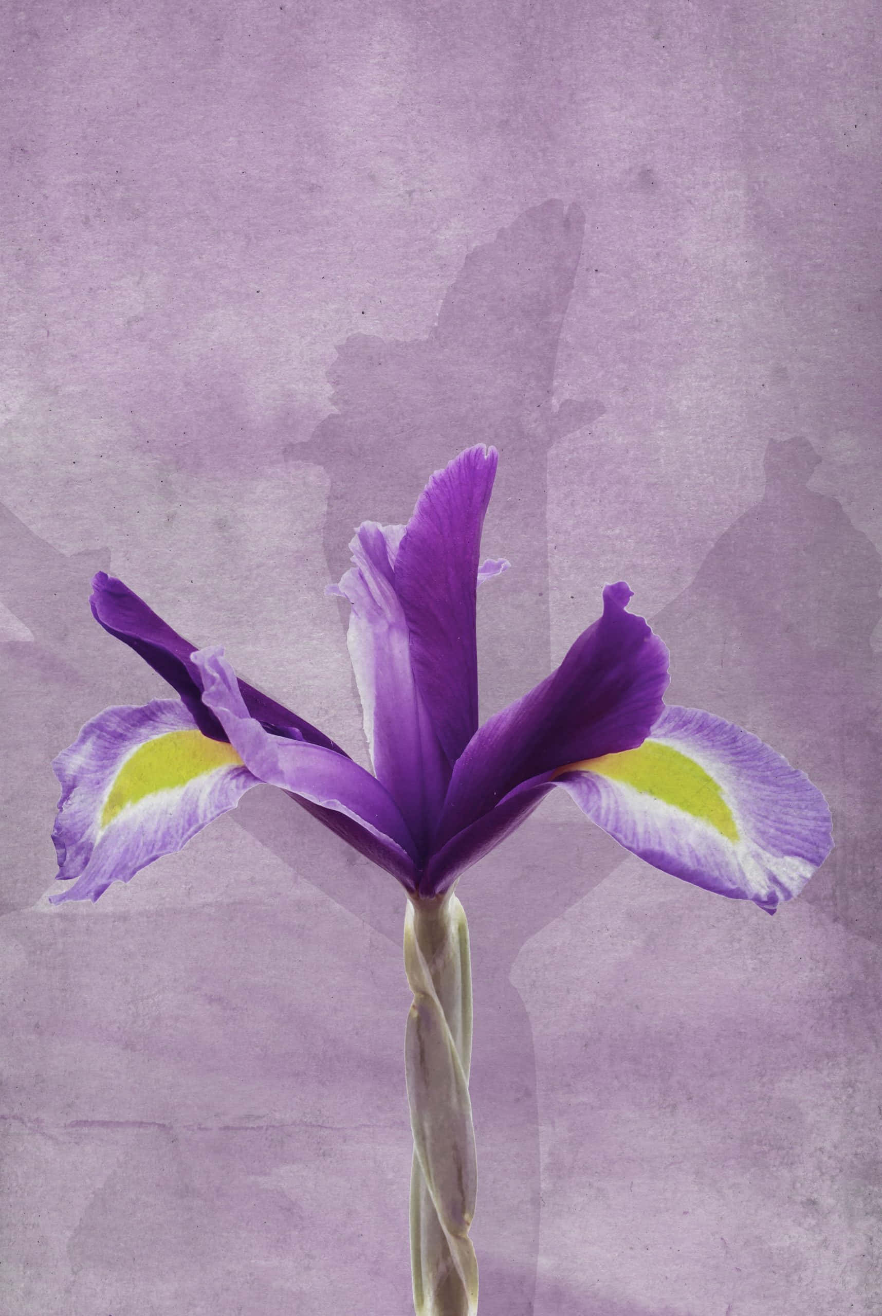 Purple Flower 桌布 壁紙 — 一朵帶有黃色和白色點綴的紫色鳶尾花，在帶有紋理的薰衣草背景上盛開。