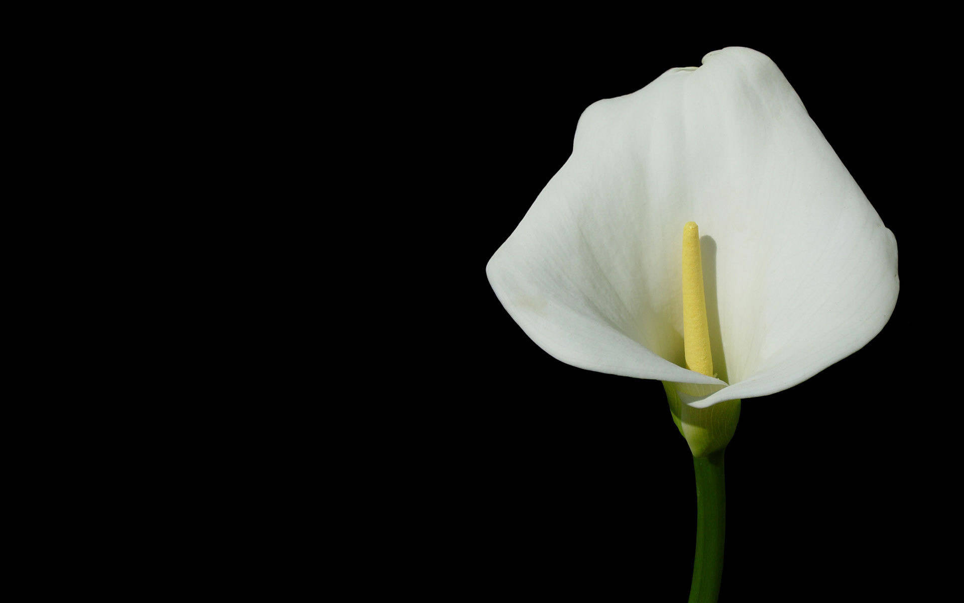 lily 桌布 壁紙 — 一朵帶有黃色肉穗花序的白色馬蹄蓮，在純黑色背景上優雅地站立。
