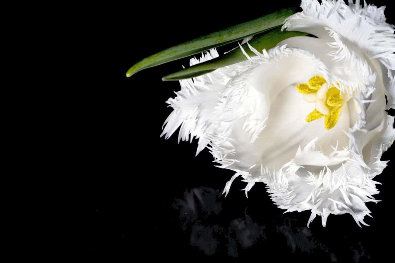White Flowers 桌布 壁紙 — 一朵帶有黃色花心和綠色莖稈的白色毛邊鬱金香，倚靠在帶有微妙反射的純黑背景上。