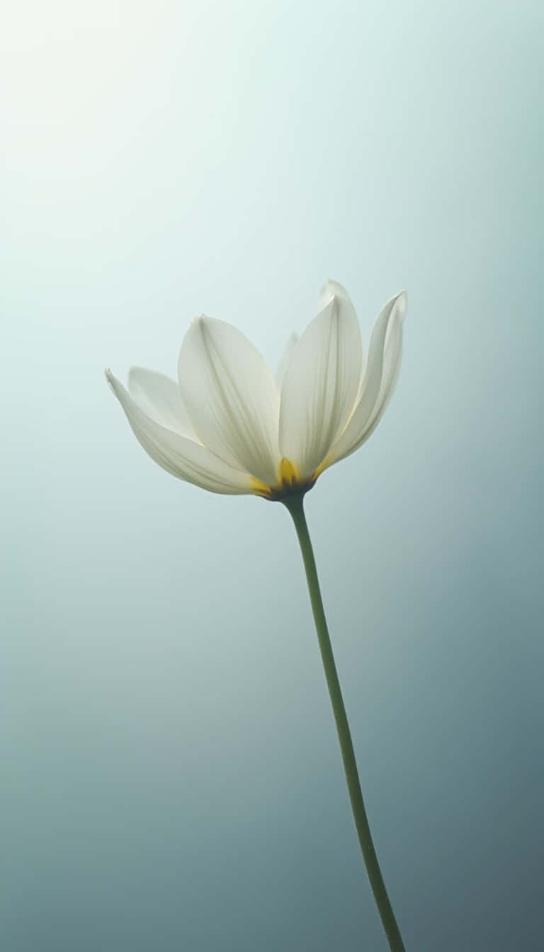 Flower 壁紙 — 一朵帶有黃色花心的白色花朵在柔和的漸層藍色背景上優雅地綻放。