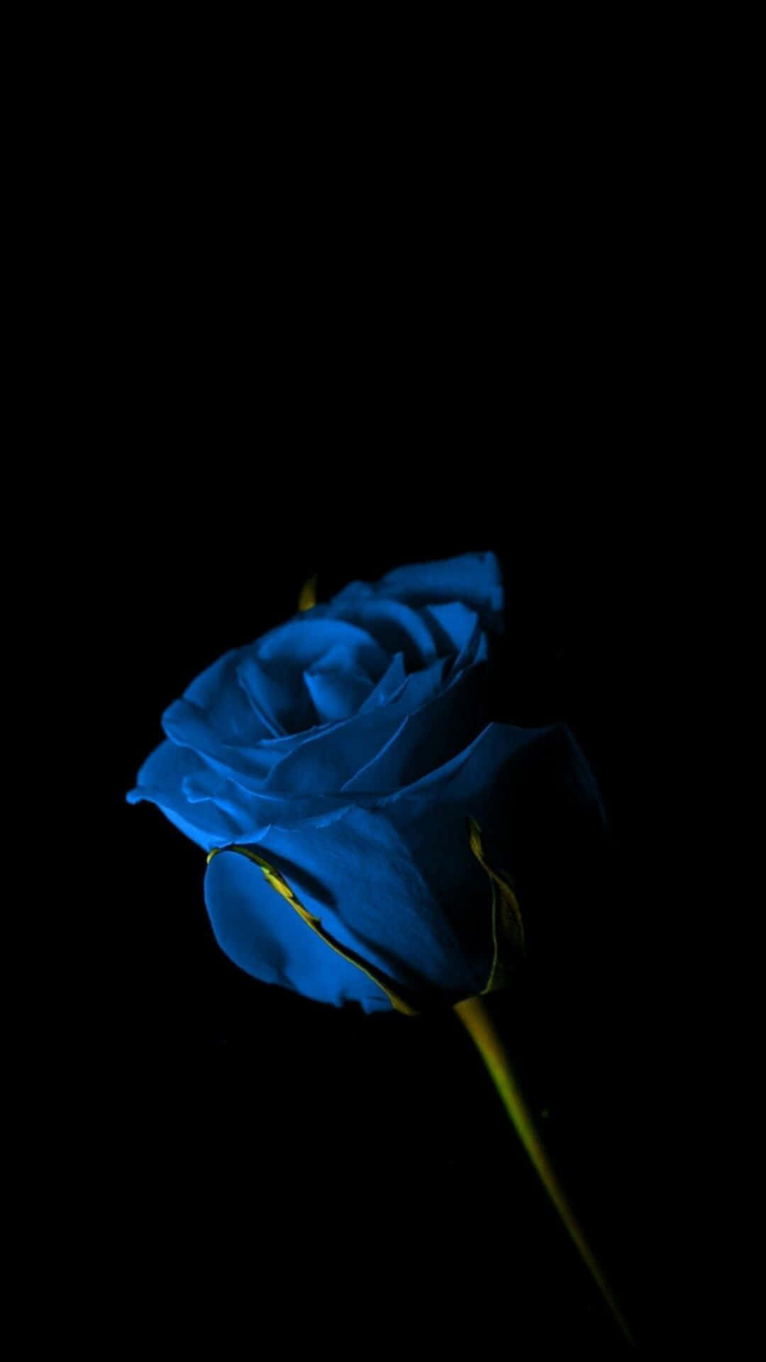 Rose Flower 桌布 壁紙 — 一朵帶有黃色莖的發光藍玫瑰在純黑色背景上脫穎而出。