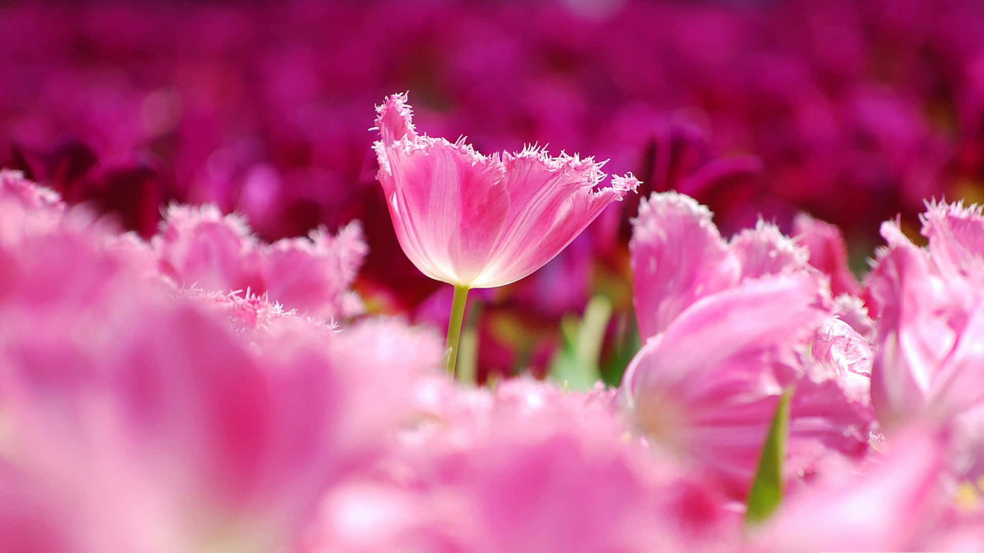 Desktop Pink Aesthetic 桌布 壁紙 — 一朵帶流蘇的粉紅色鬱金香在明亮的日光下，在一片模糊的粉紅色花海中清晰對焦。