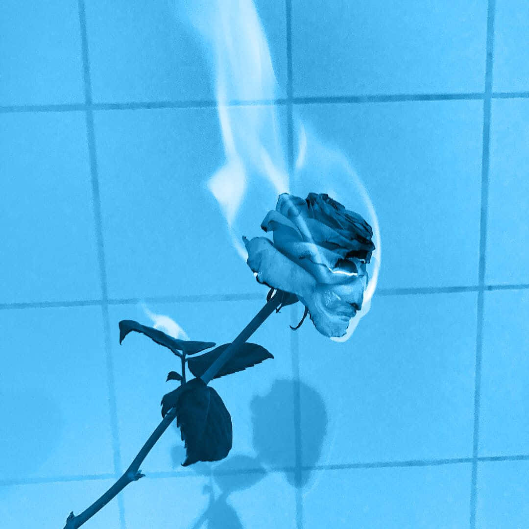rose aesthetic phone 桌布 壁紙 — 一朵帶藍色調的玫瑰在瓷磚藍色背景上燃燒著白色火焰。