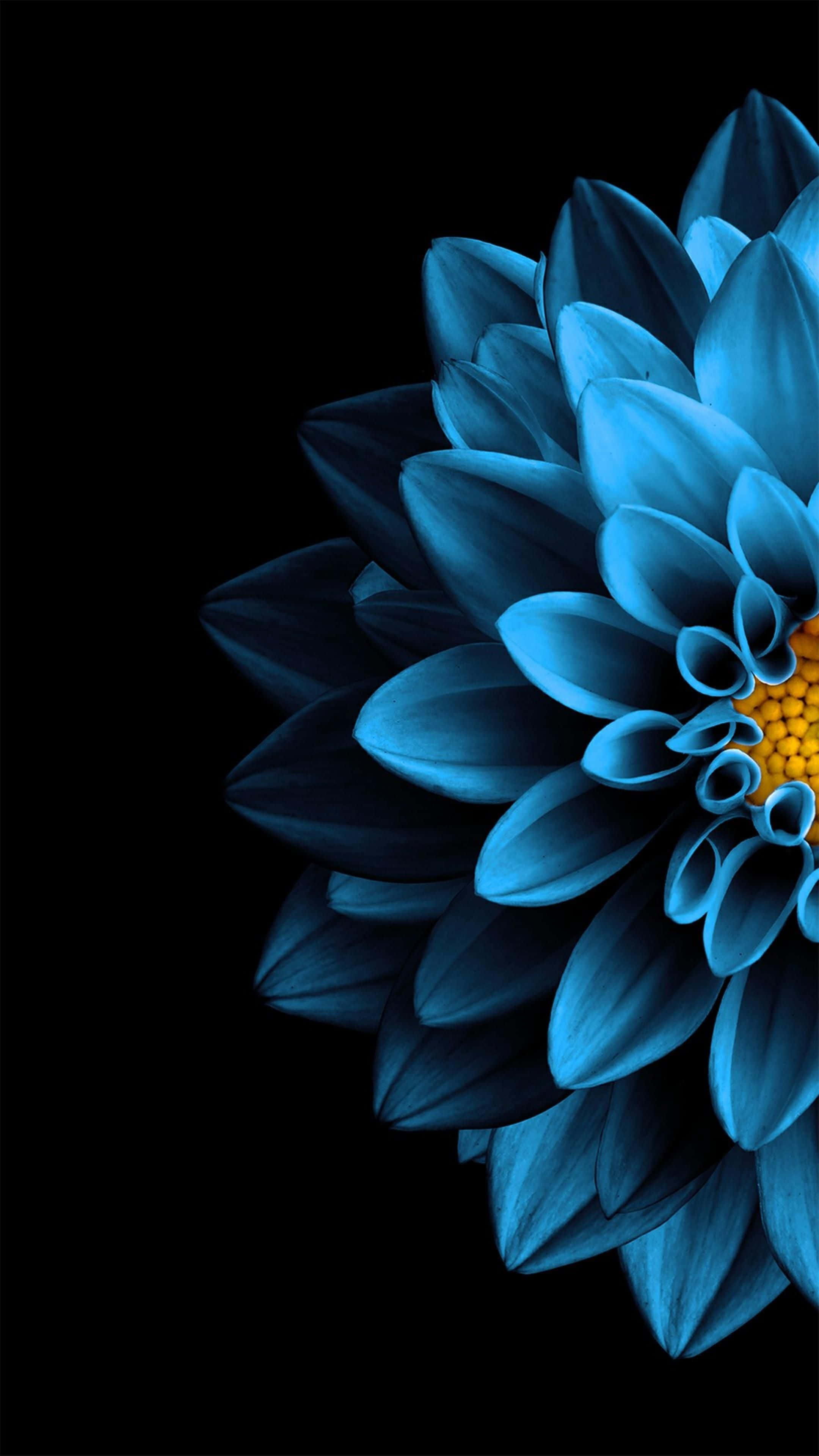 Super Amoled Display 桌布 壁紙 — 一朵引人注目的藍色大麗花，帶有黃色中心，在純黑色背景上盛開。
