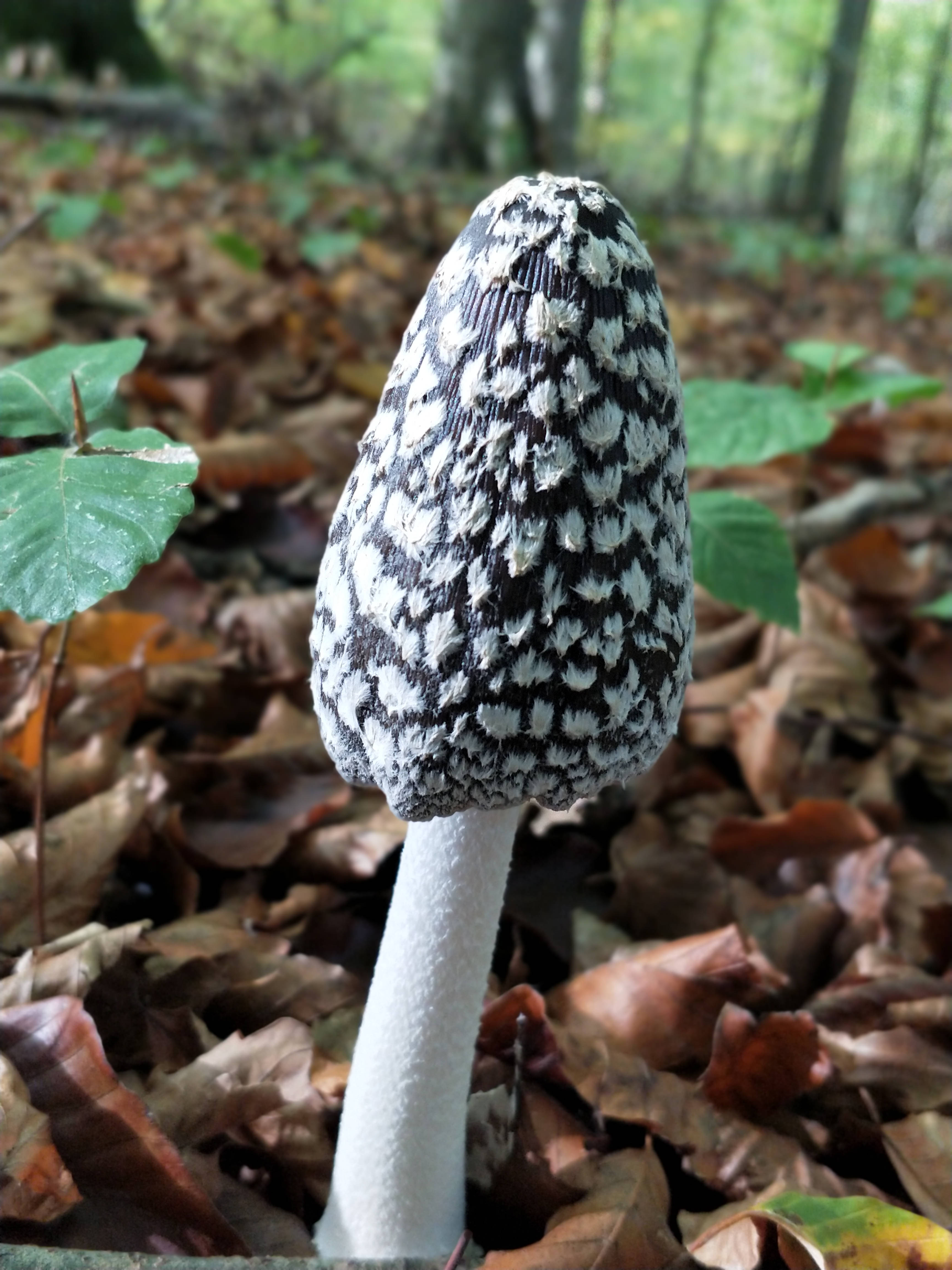 Cute Mushroom 桌布 壁紙 — 一朵引人注目的黑白斑點蘑菇從陽光斑駁的森林中的棕色秋葉床上升起。