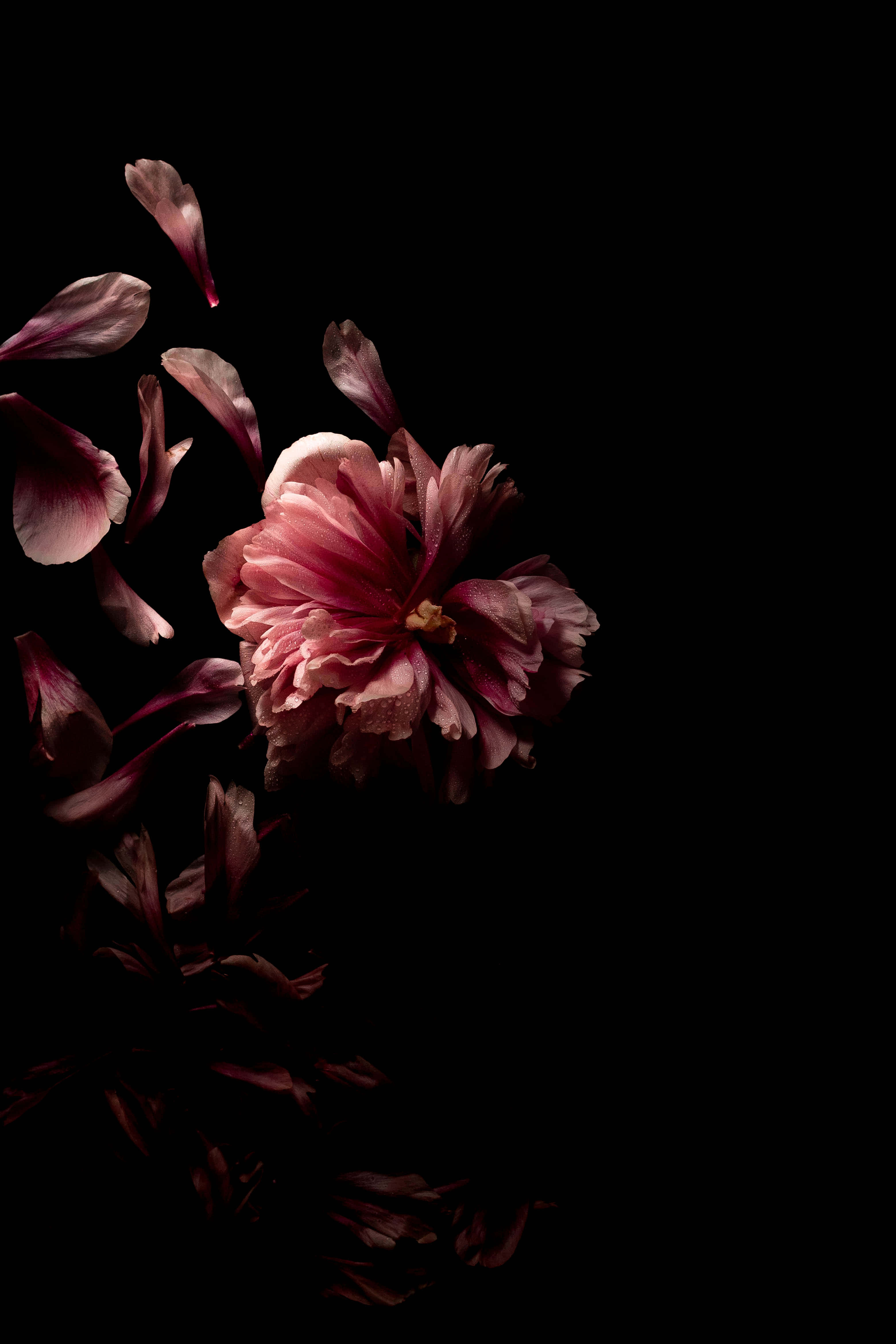 Black And Pink Flower 桌布 壁紙 — 一朵戲劇性的粉紅色牡丹在純黑色背景上綻放，散落的花瓣以慢動作飄落。