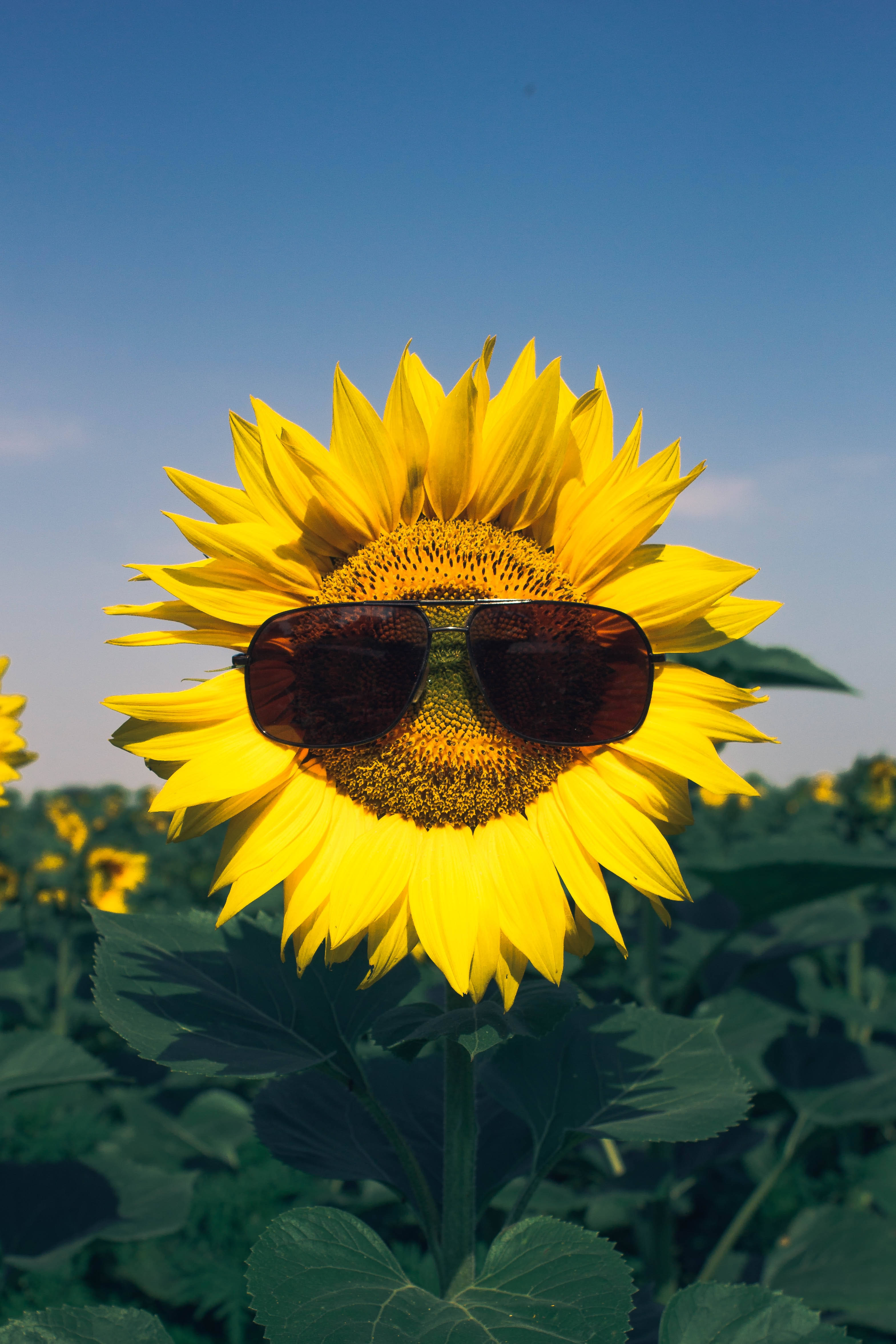 Sunglasses 桌布 壁紙 — 一朵戴著飛行員太陽眼鏡的向日葵在晴朗的藍天下微笑於田野中。