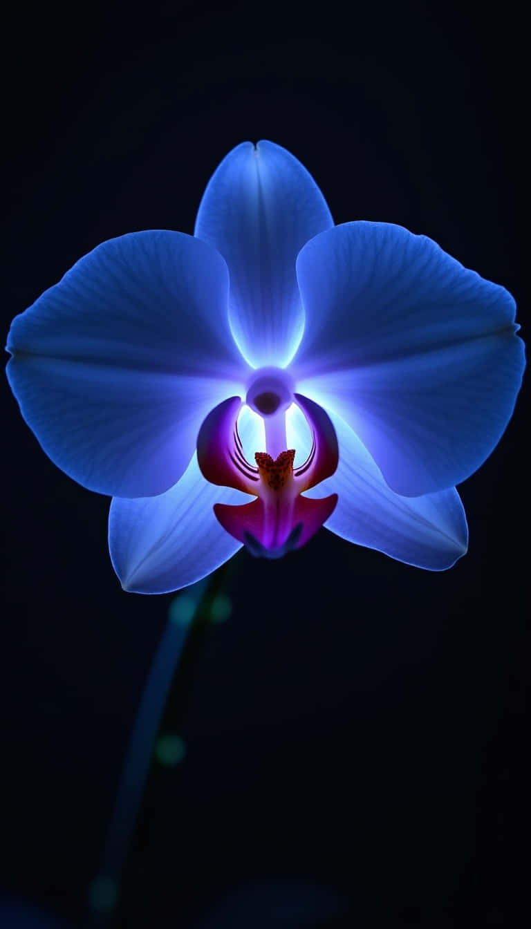 Flower 壁紙 — 一朵散發內在光芒的藍色蘭花，在深黑色背景襯托下閃耀。