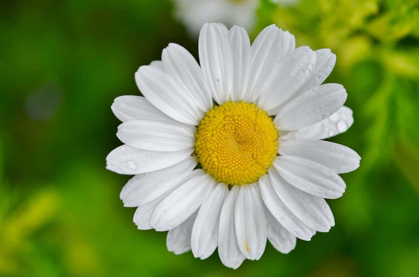 Daisy Flower 桌布 壁紙 — 一朵新鮮雛菊的特寫，白色花瓣和充滿活力的黃色花心在柔和的綠色背景上閃爍著露珠。