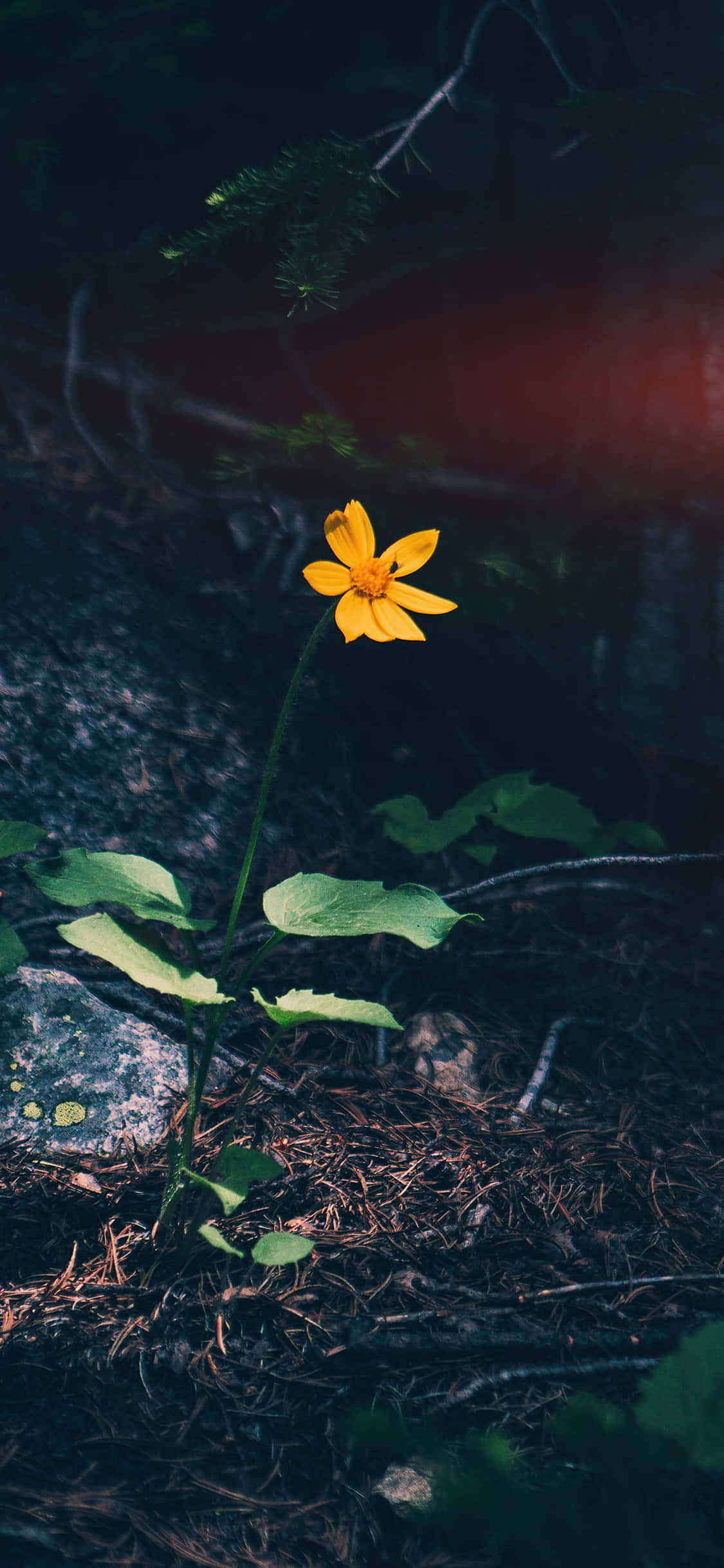 Dark Nature 桌布 壁紙 — 一朵明亮的黃色花朵在黑暗的森林地面上 defiantly 綻放，沐浴在柔和的紅光中。