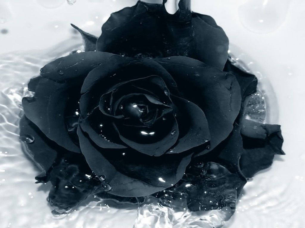 Rose Flower 桌布 壁紙 — 一朵有光澤的黑玫瑰漂浮在漣漪的水面上，水滴在純白背景下捕捉光線。