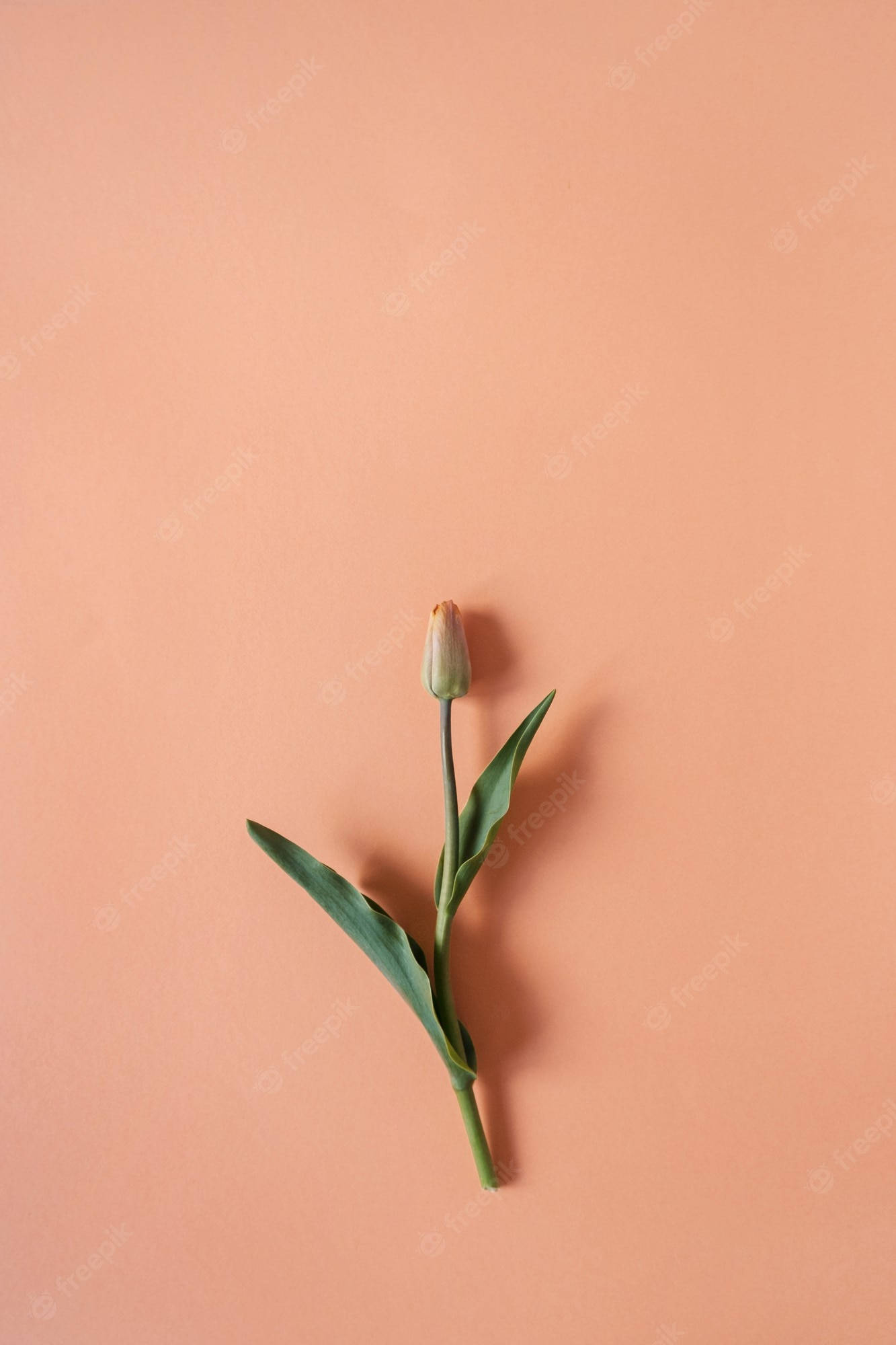 Minimalist Flower Computer 桌布 壁紙 — 一朵未開的鬱金香花蕾，帶有綠葉，放在純桃色背景上，構成極簡的平鋪構圖。