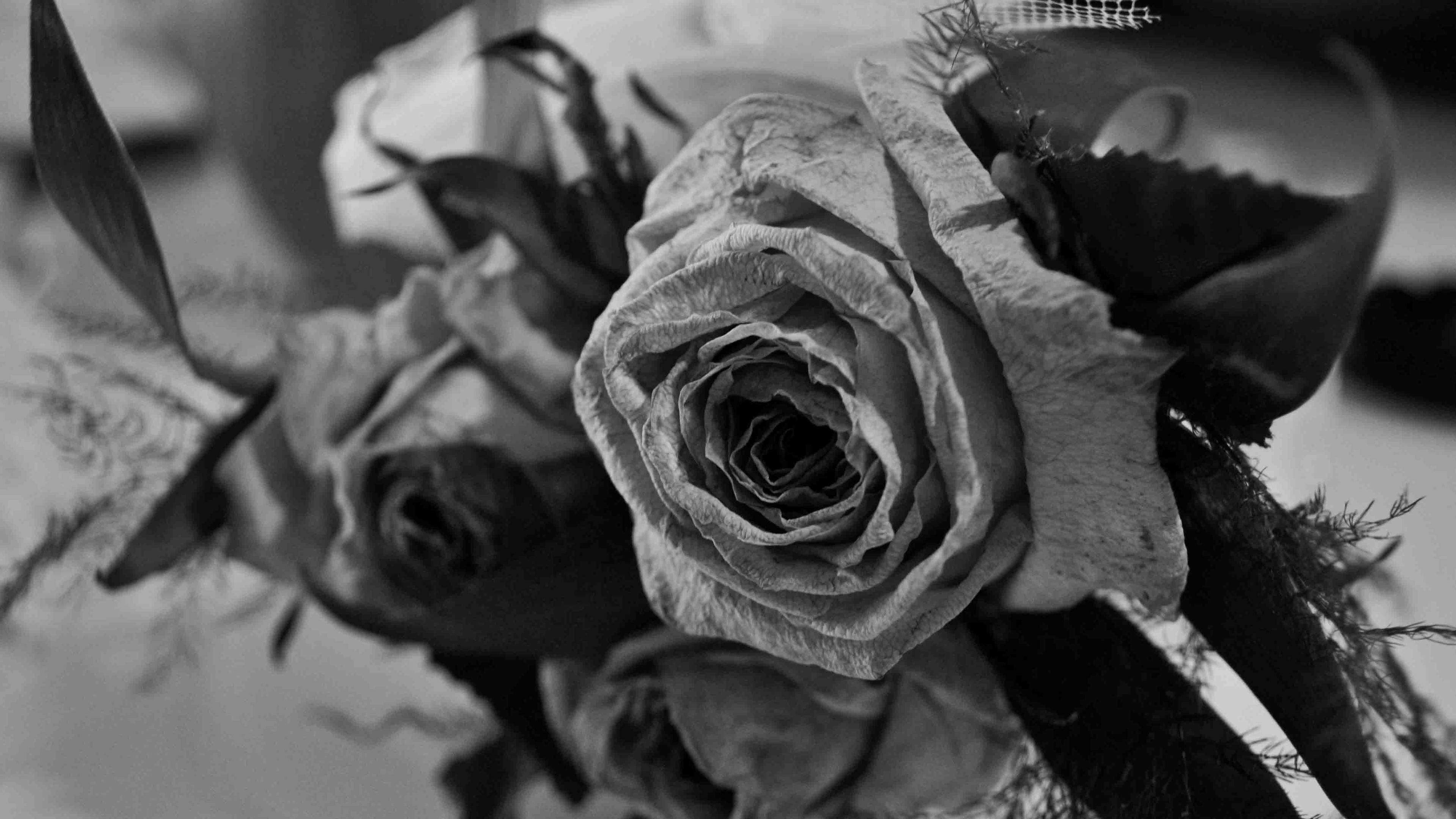 black aesthetic rose 桌布 壁紙 — 一朵枯萎玫瑰的特寫黑白照片，帶有精緻、皺褶的花瓣和深色葉子。