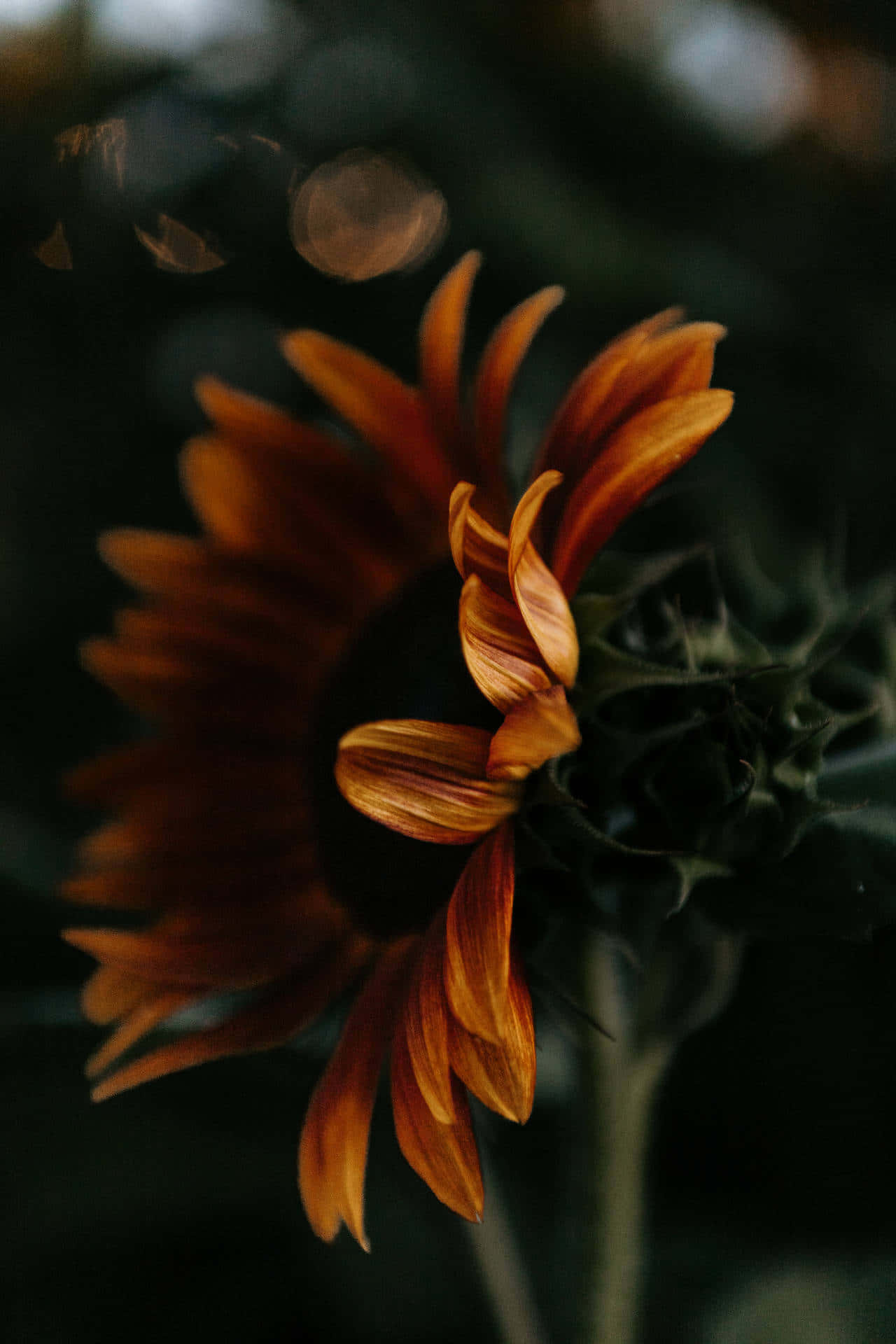 Sunflower Aesthetic iPhone 桌布 壁紙 — 一朵枯萎的向日葵，橙色花瓣，背景昏暗模糊，帶有散景燈光。