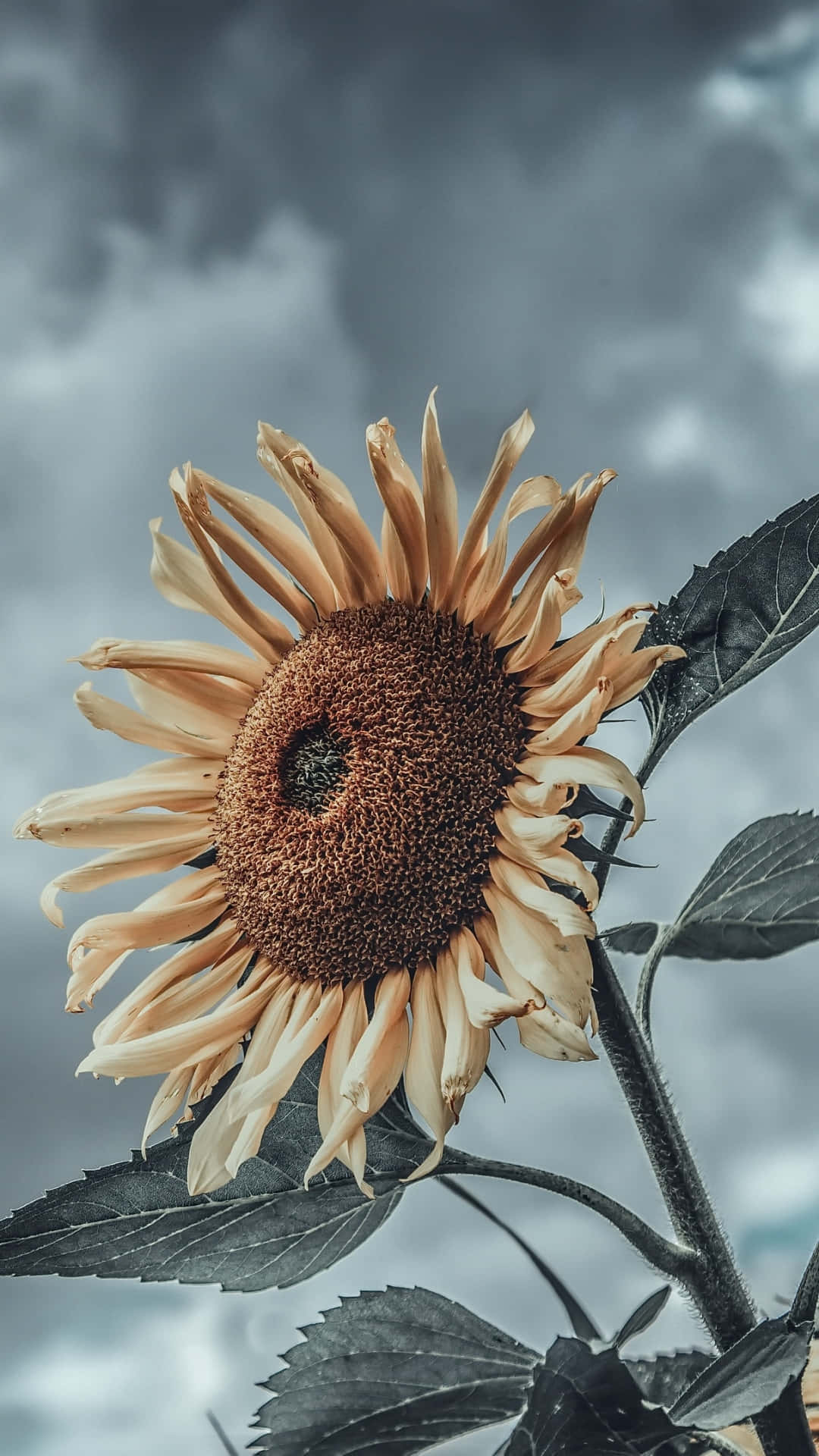 Sunflowers 桌布 壁紙 — 一朵枯萎的向日葵，花瓣下垂，襯托著陰沉的灰色天空和戲劇性的雲層。