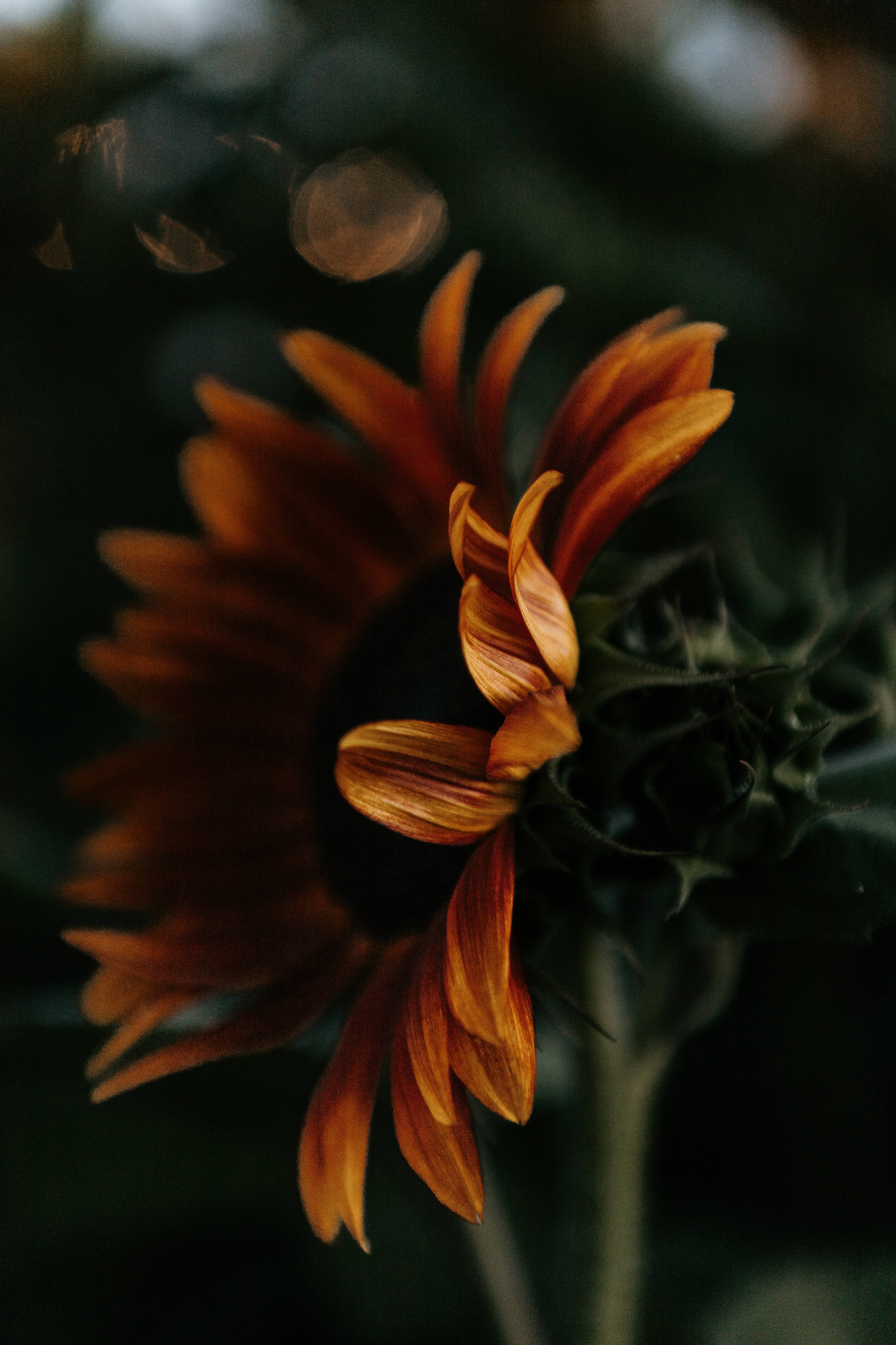 Sunflower Aesthetic 桌布 壁紙 — 一朵枯萎的向日葵特寫，帶有橙色花瓣，背景為黑暗模糊並帶有散景燈光。